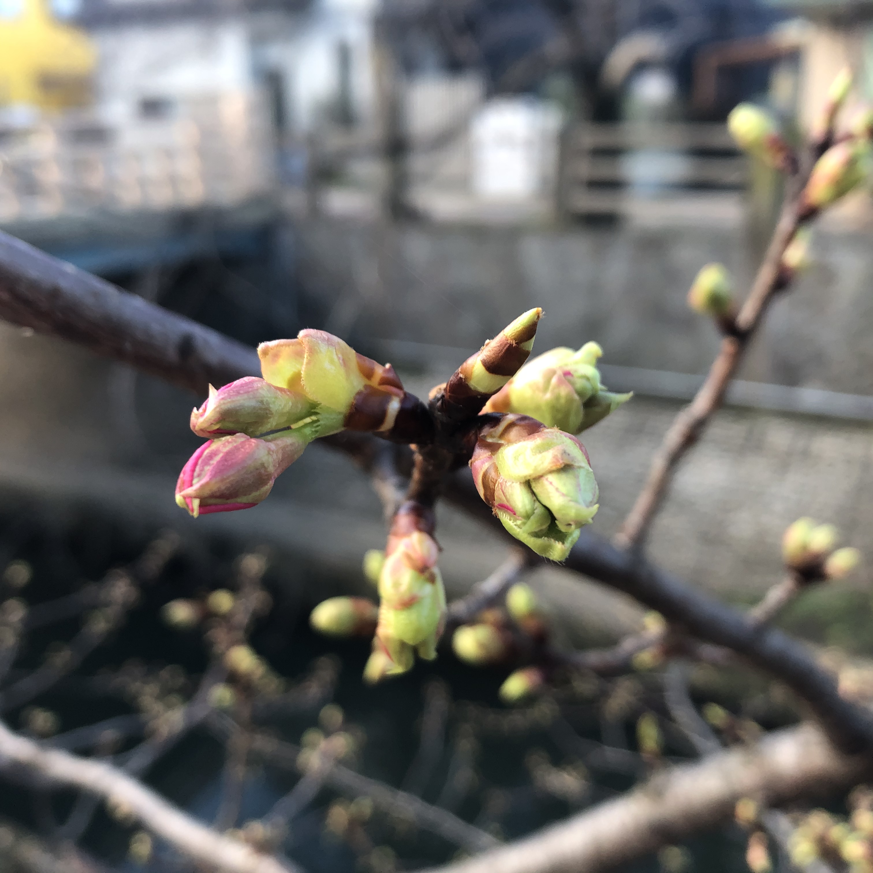 河津桜の蕾