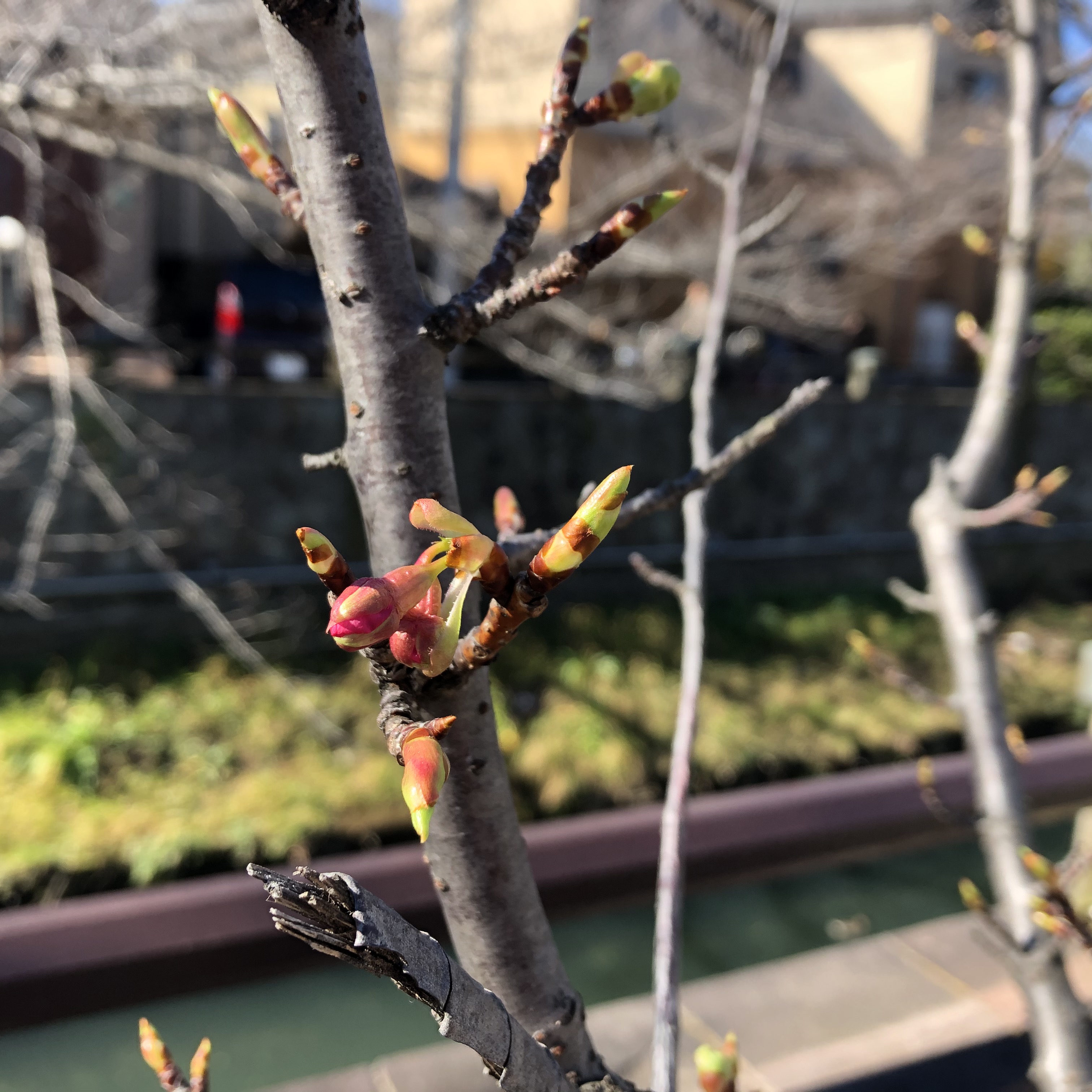 河津桜の蕾