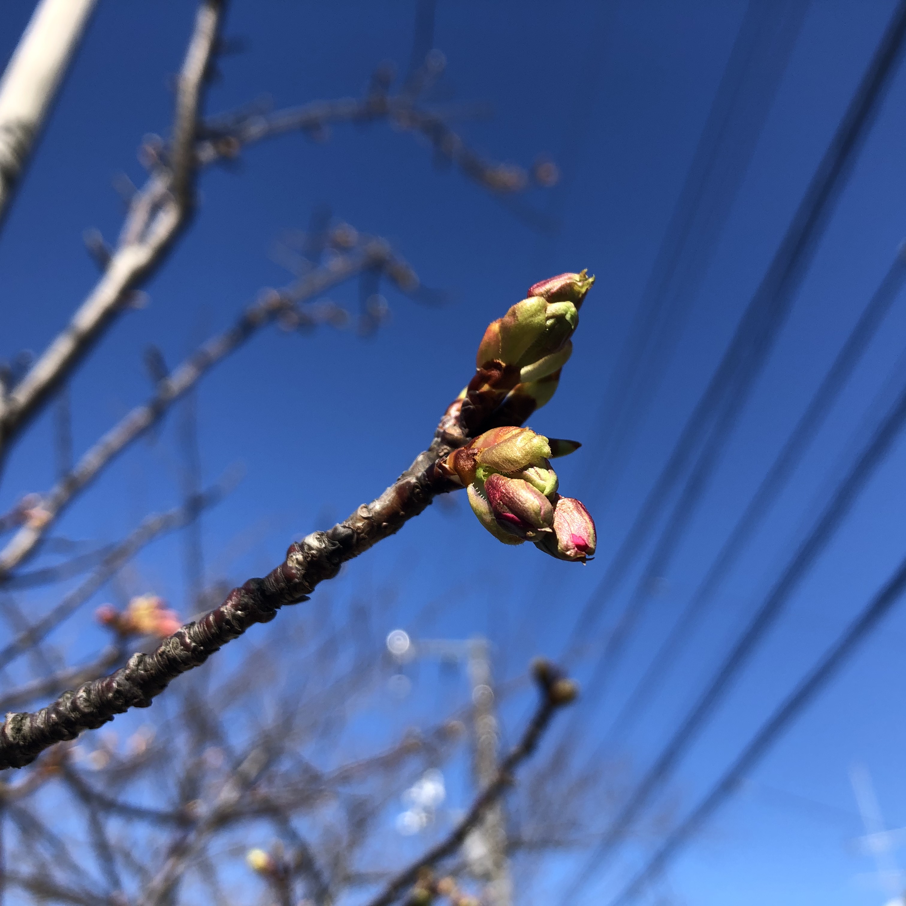 河津桜の蕾