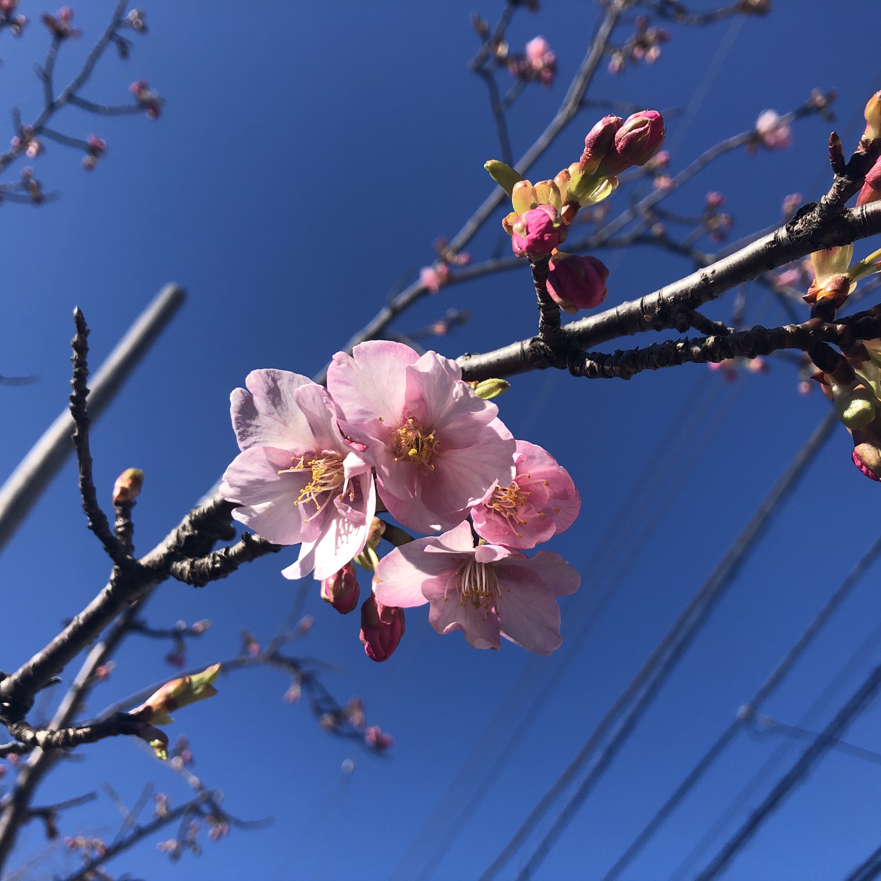 真間川の河津桜　ピンク色の桜