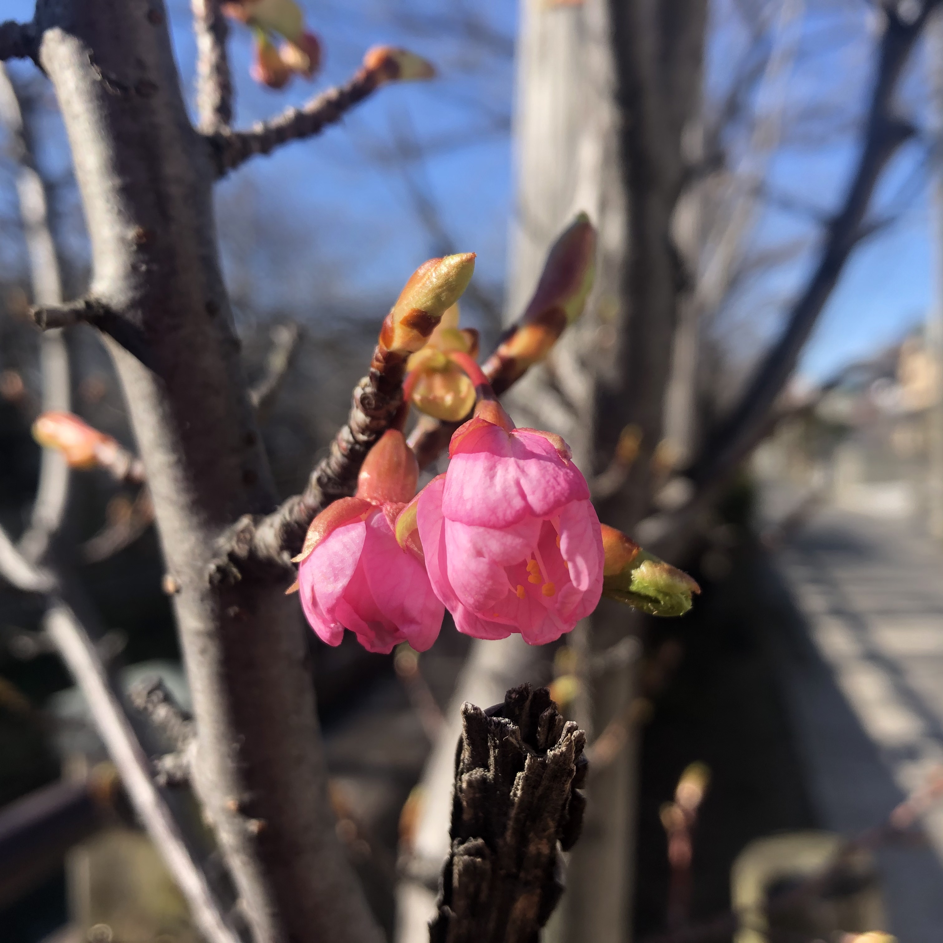 真間川の河津桜　蕾からの咲き始め