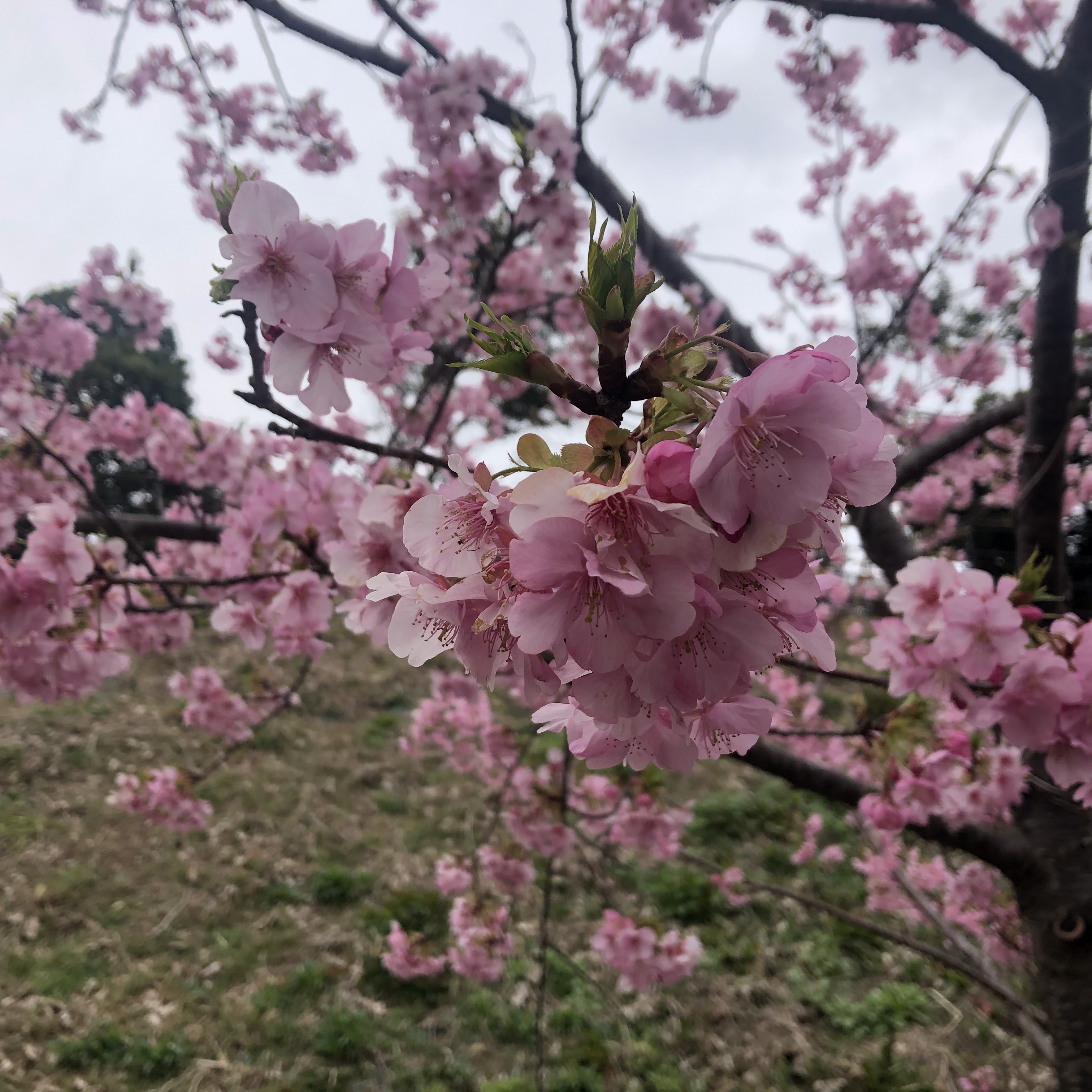 早咲きの桜が満開