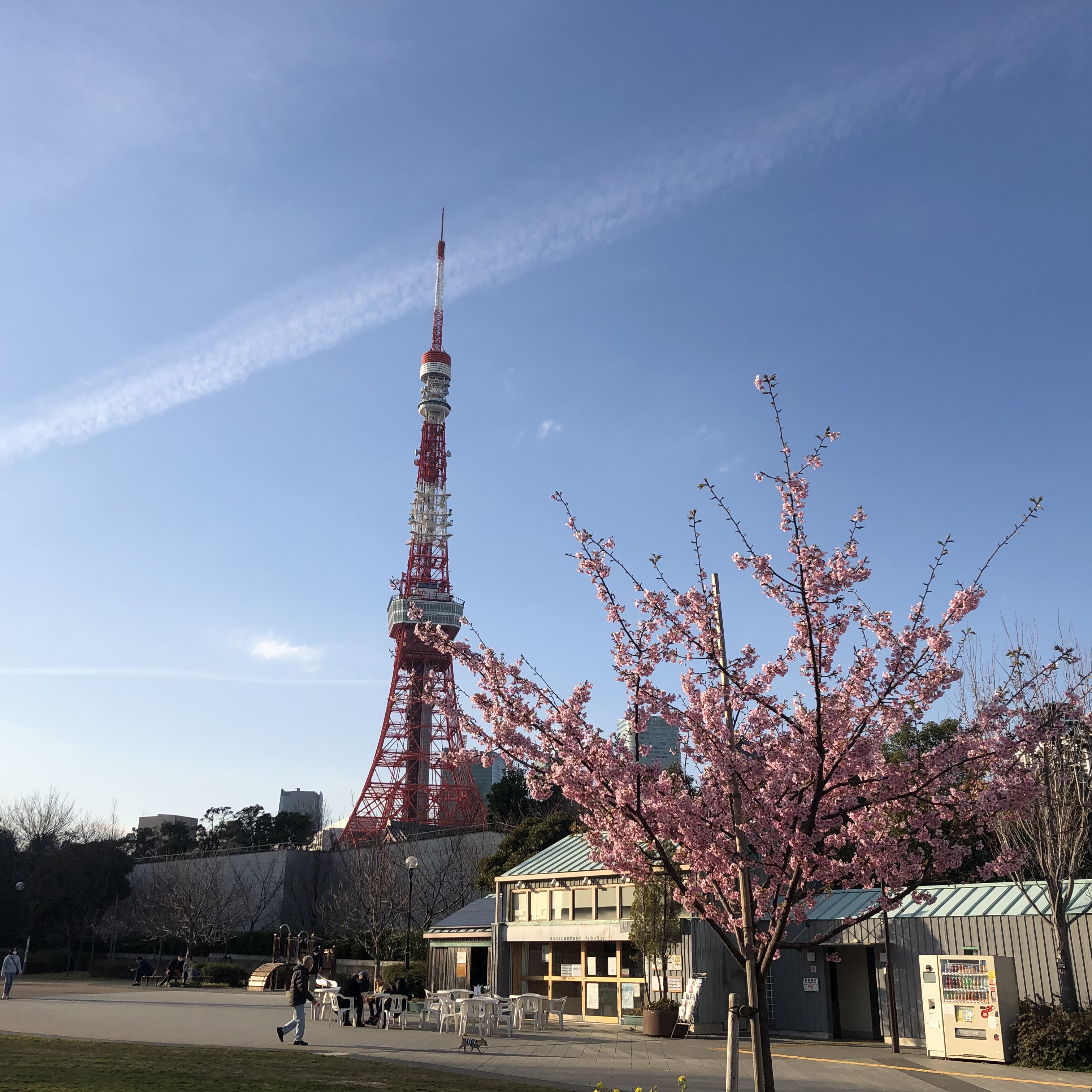 芝公園から東京タワーと早咲きの桜