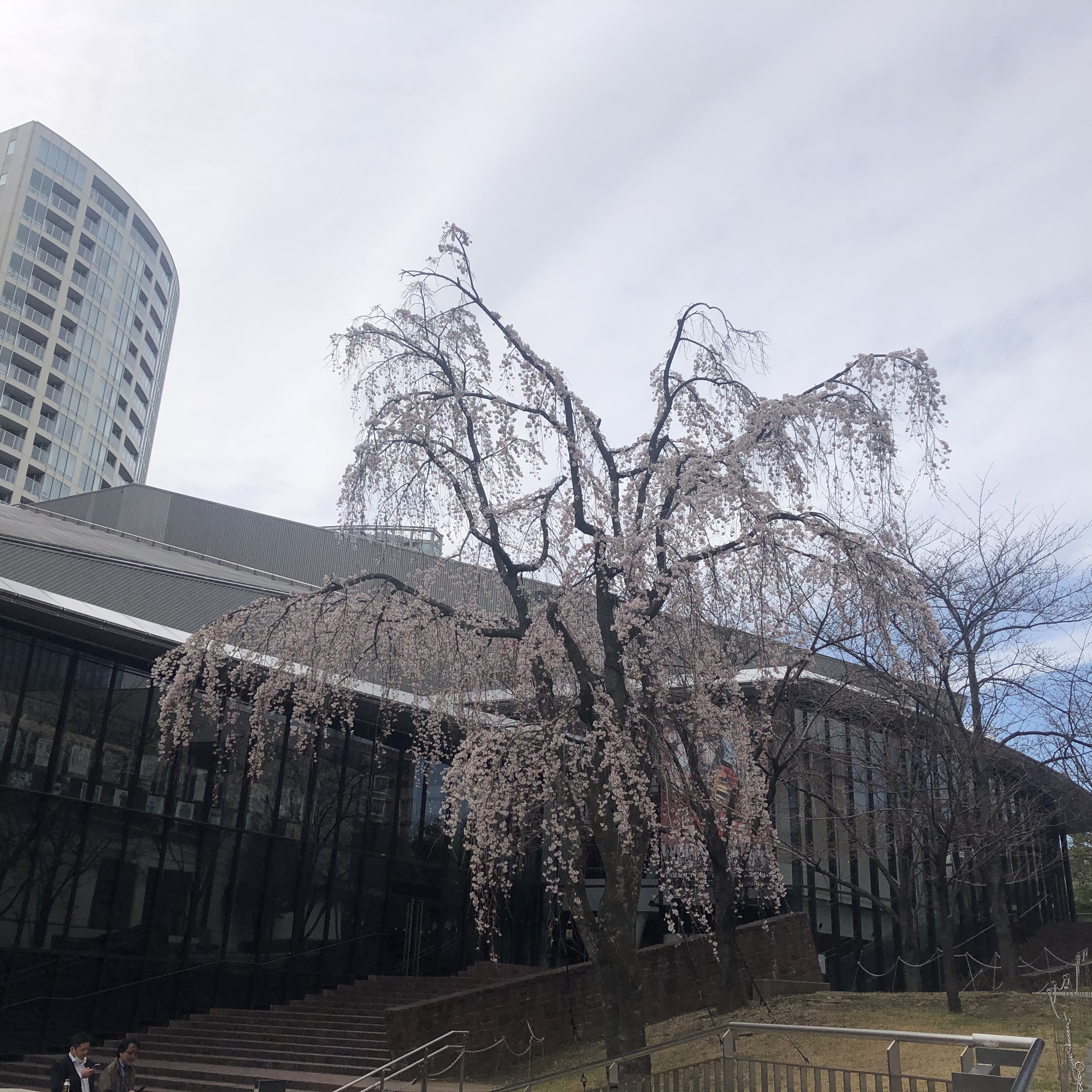 アカサカサカスのしだれ桜 満開