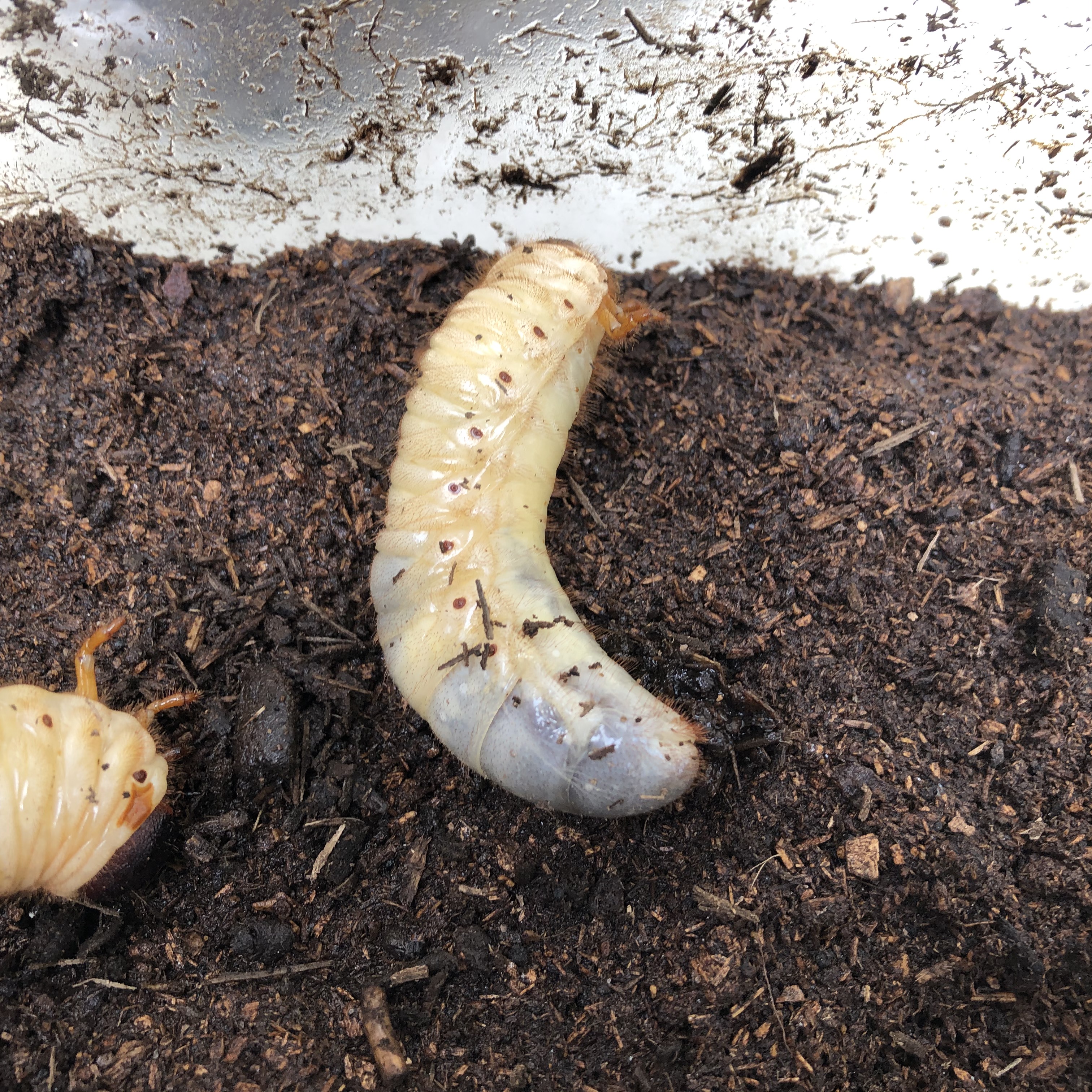 カブトムシの幼虫