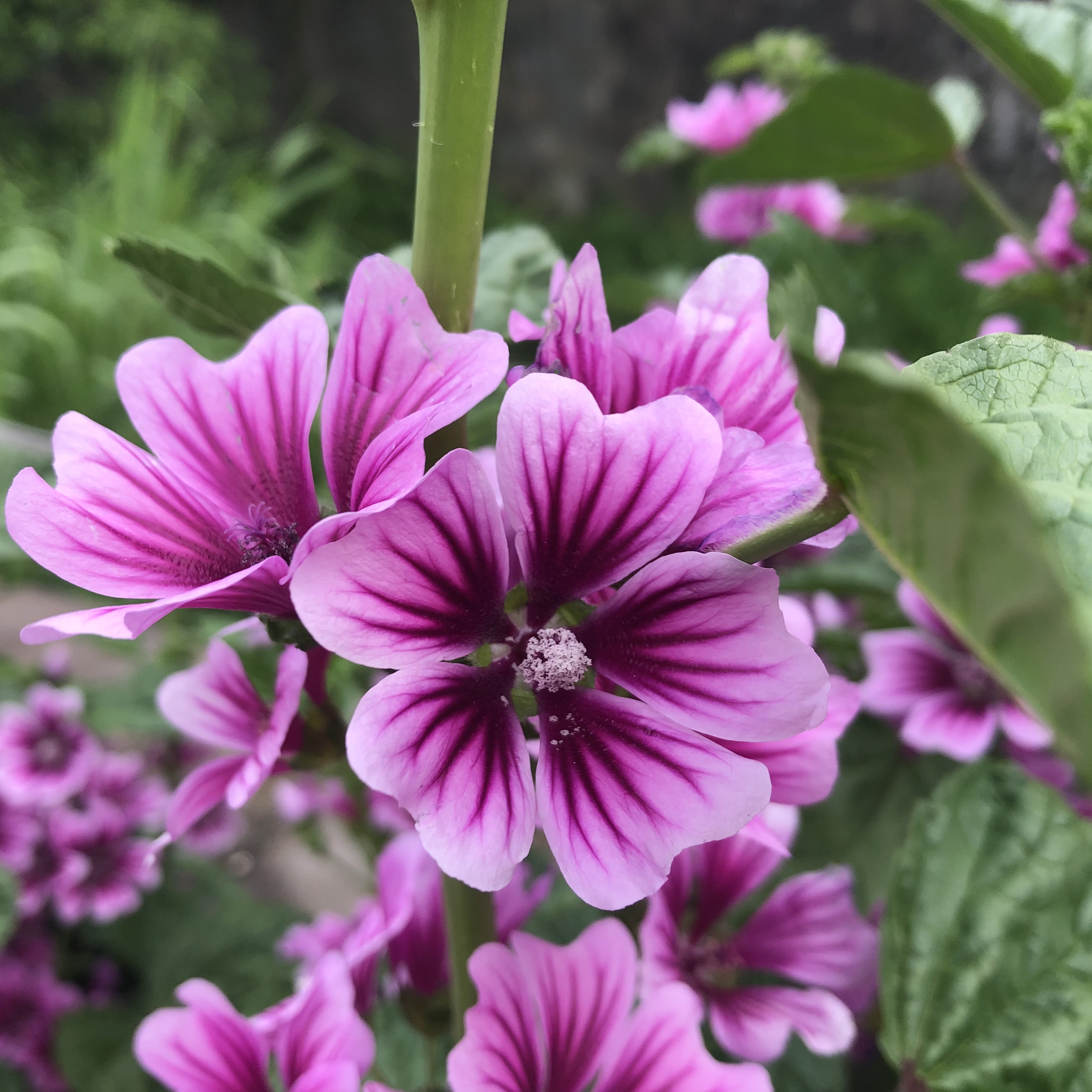 ウスベニアオイ 紫色の花　Malva