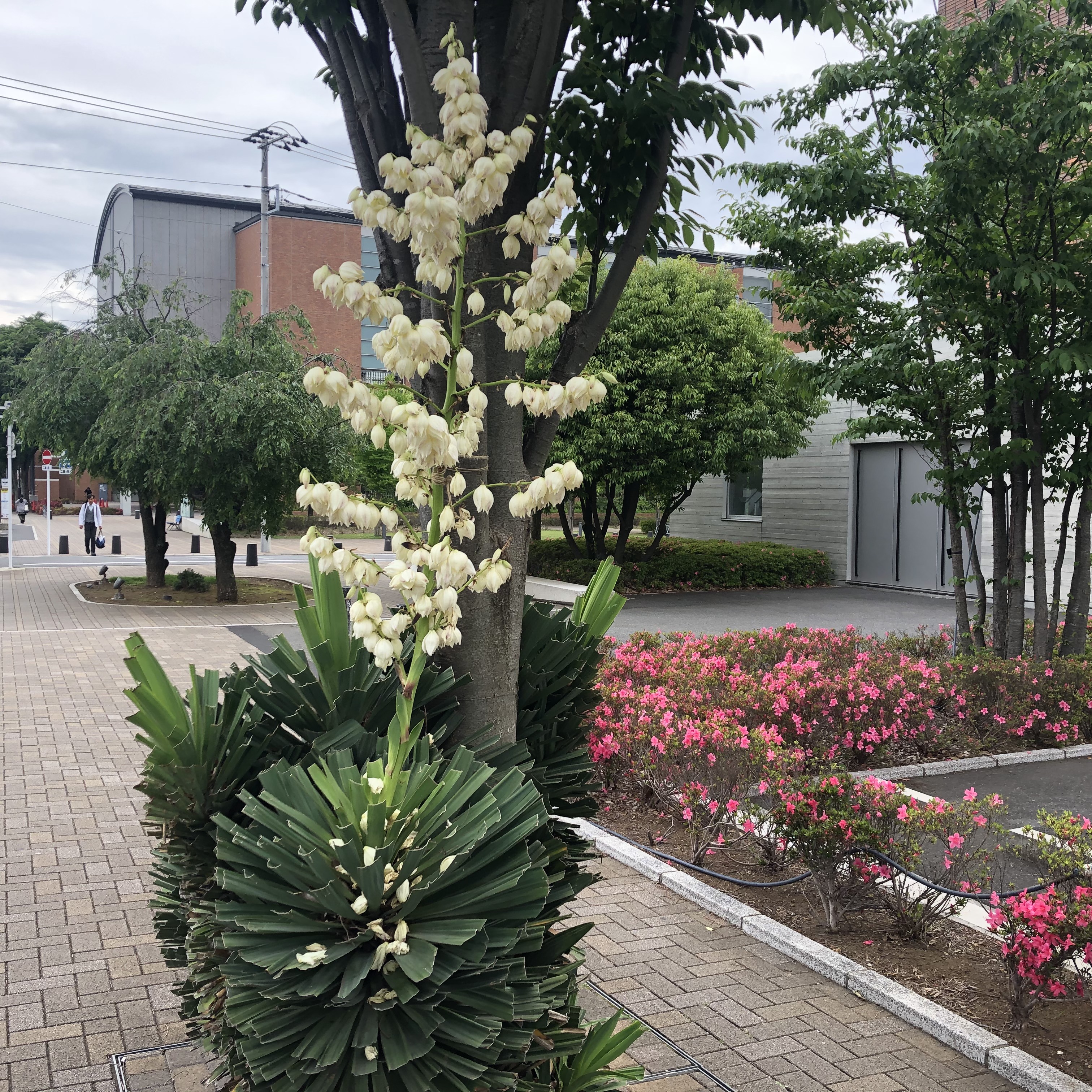 アツバキミガヨラン　昭和学院の前の白い花。