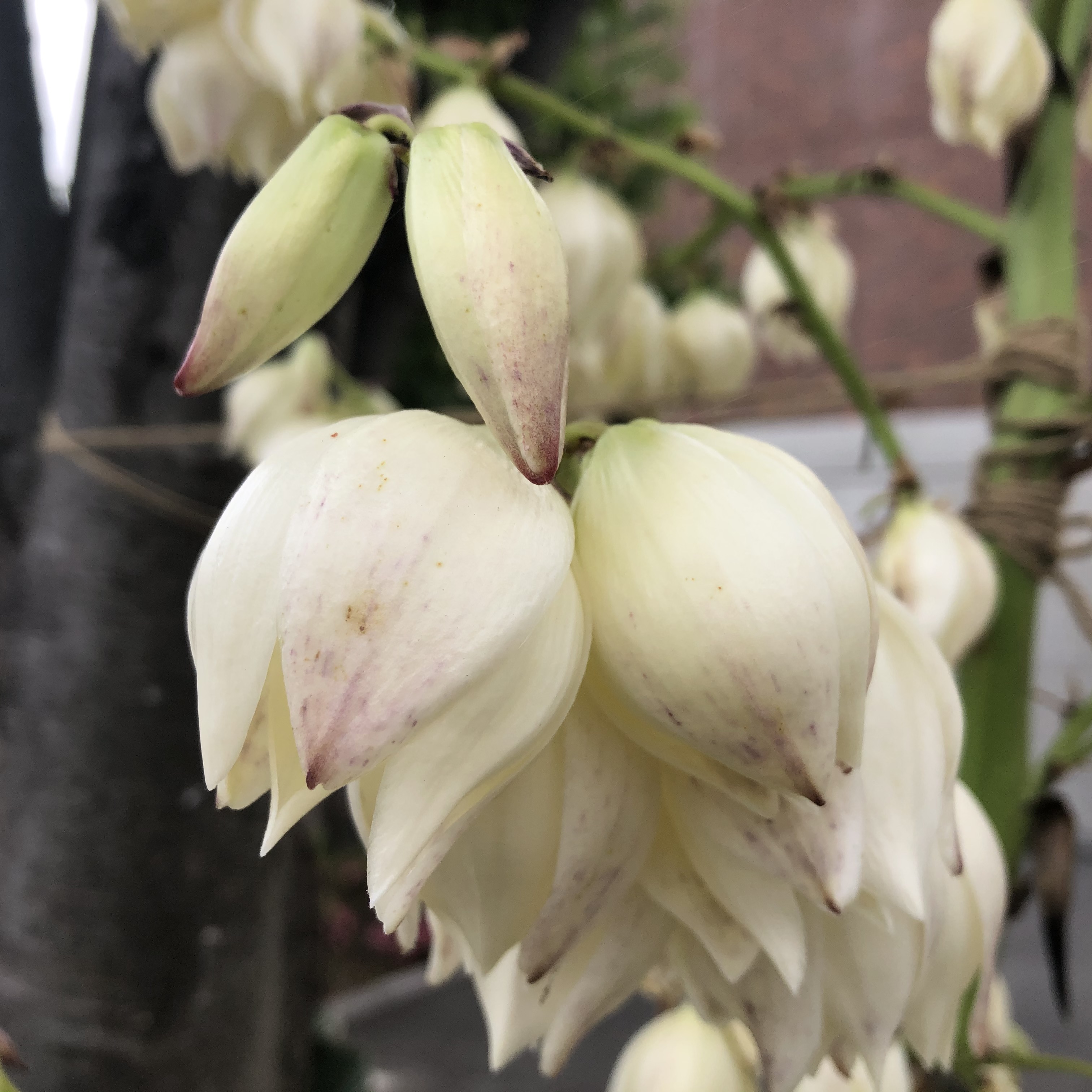 アツバキミガヨラン　昭和学院の前の白い花