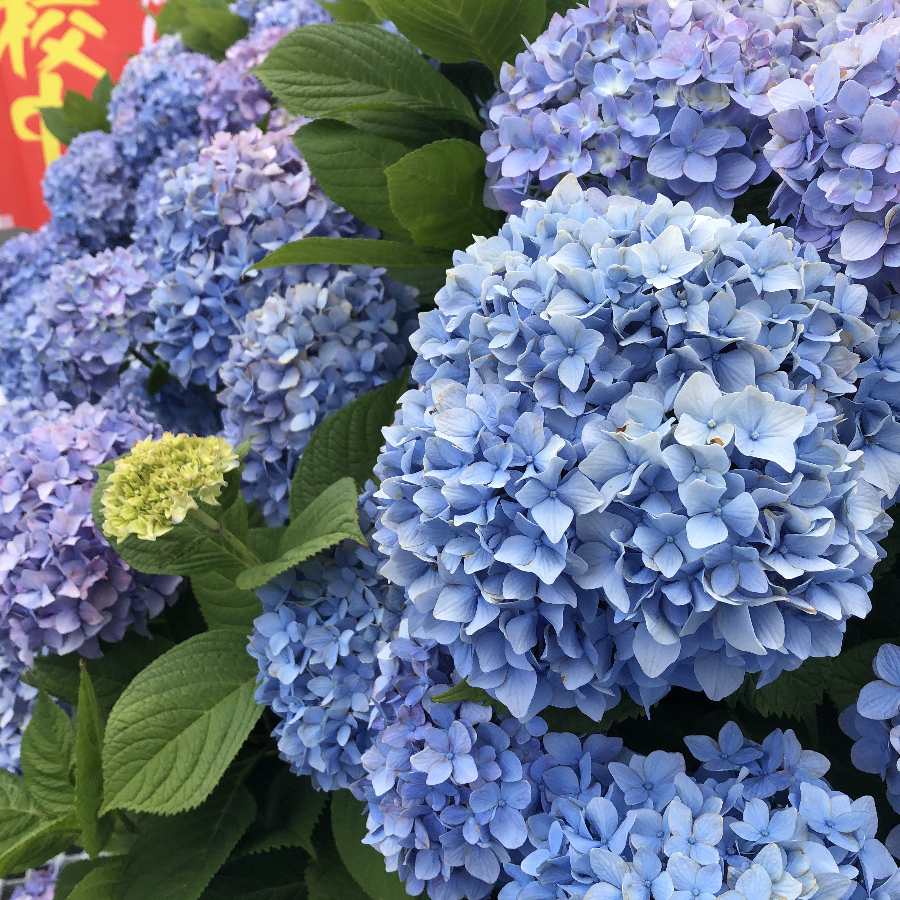 道の駅保田小の紫陽花 青い紫陽花の垣根