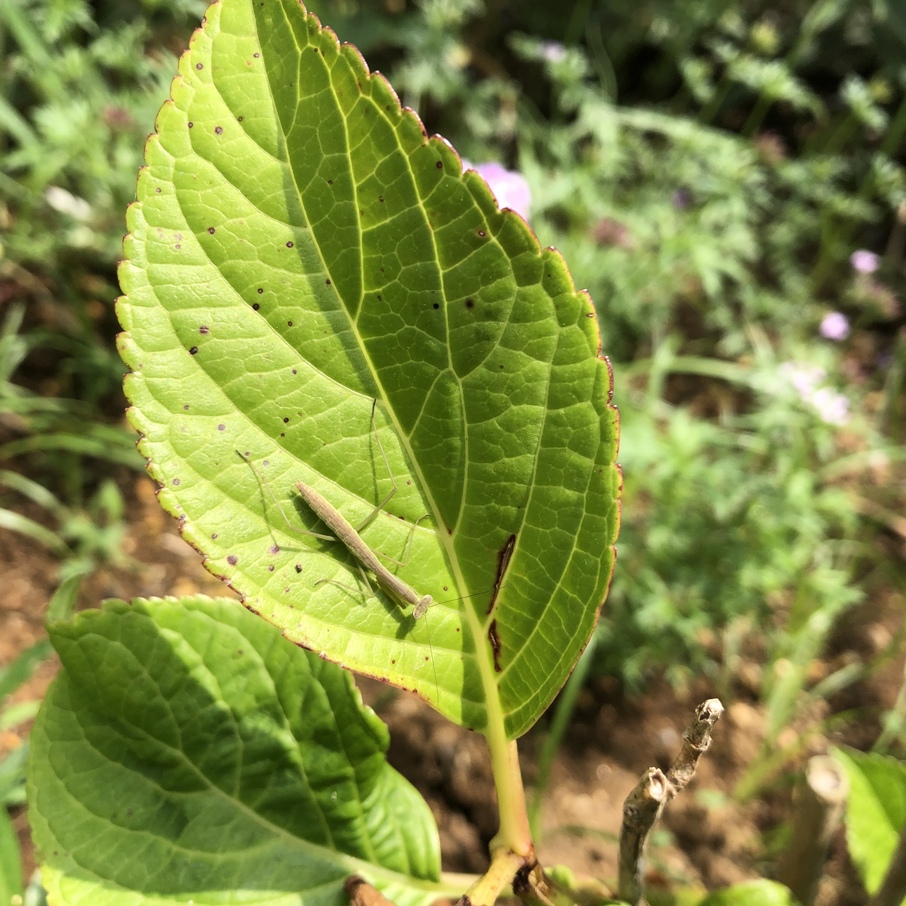 紫陽花の葉の上にいるカマキリの幼生