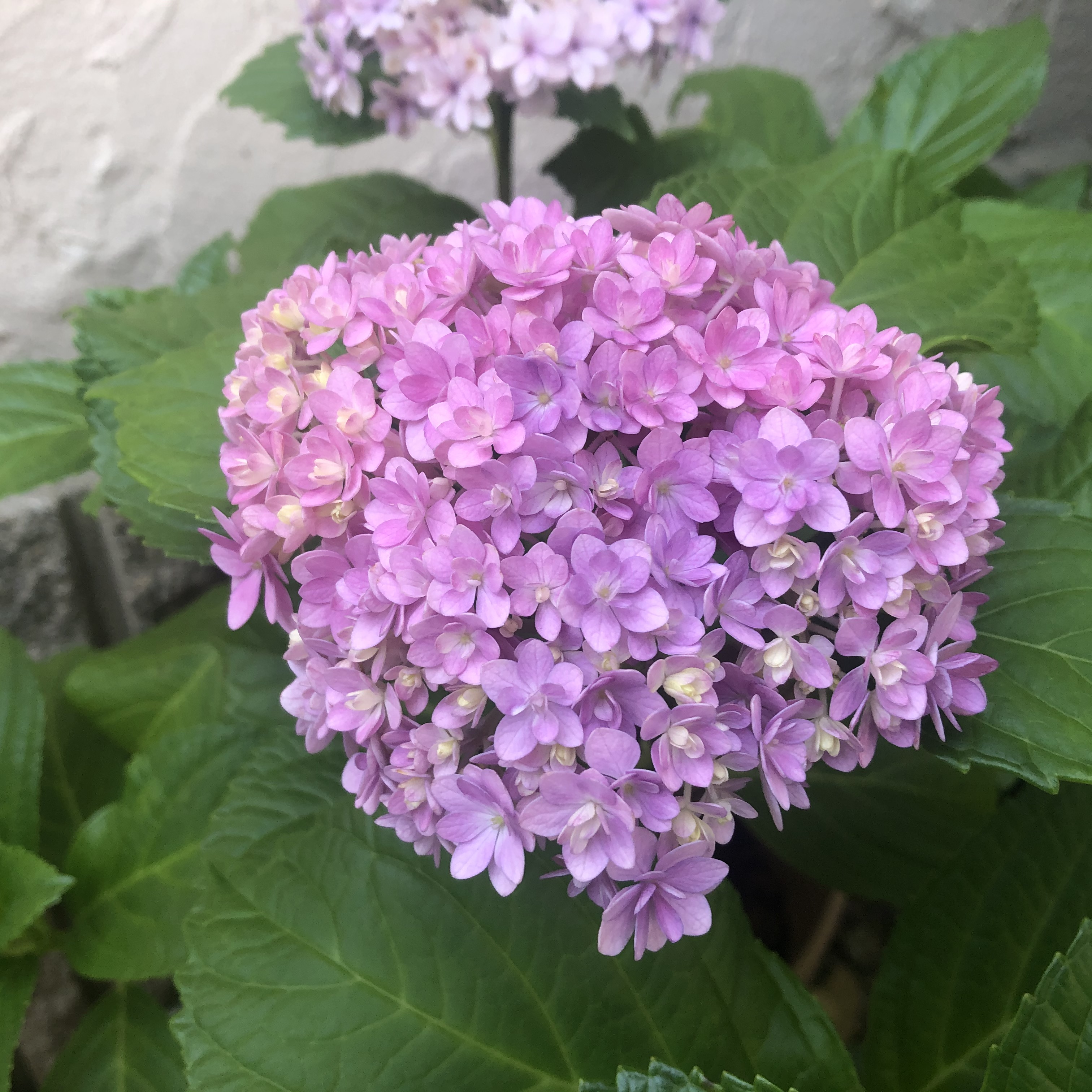 紫陽花 紫色の花