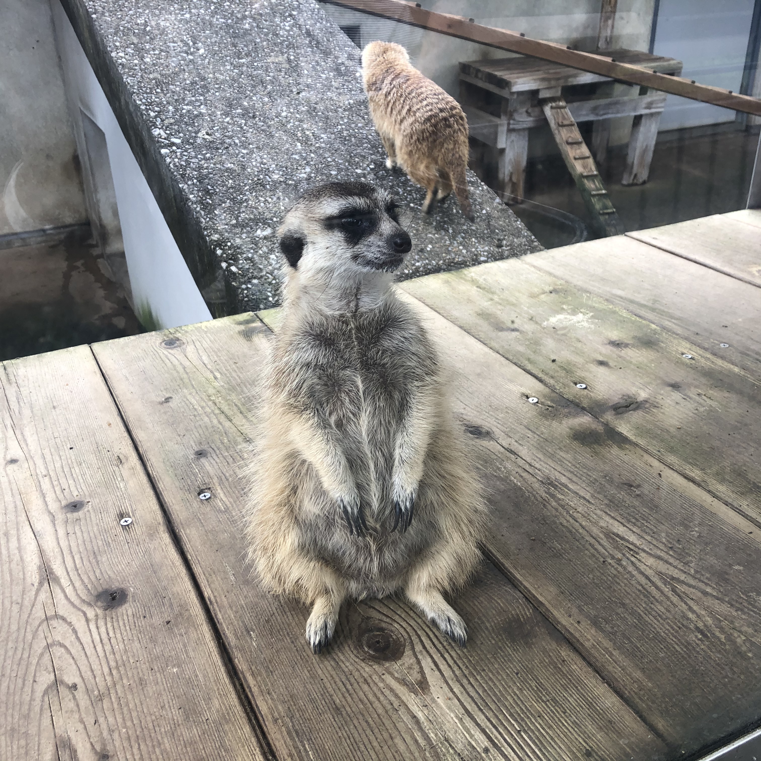 市川市動植物園 ミーアキャット 座ってる