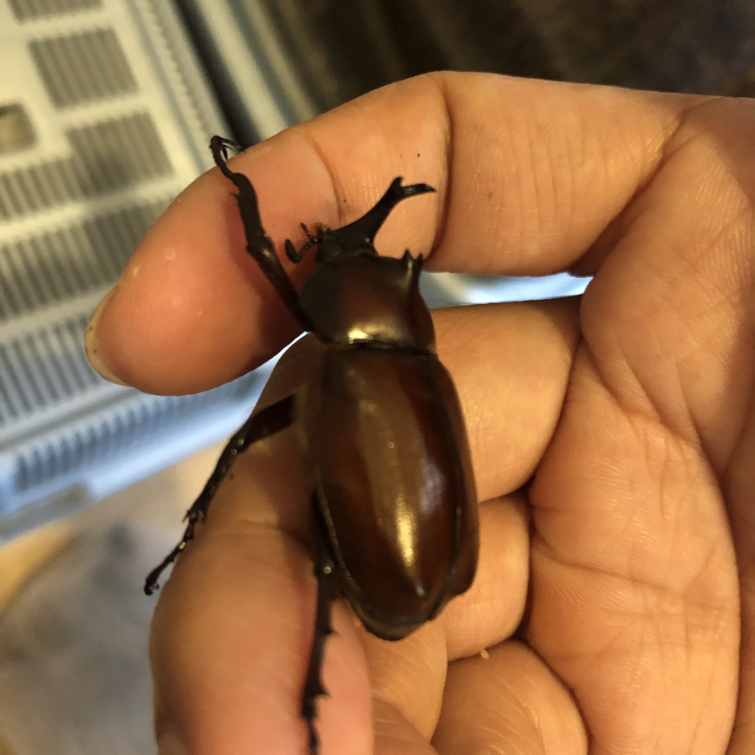 ツノも体も小さいカブトムシのオス