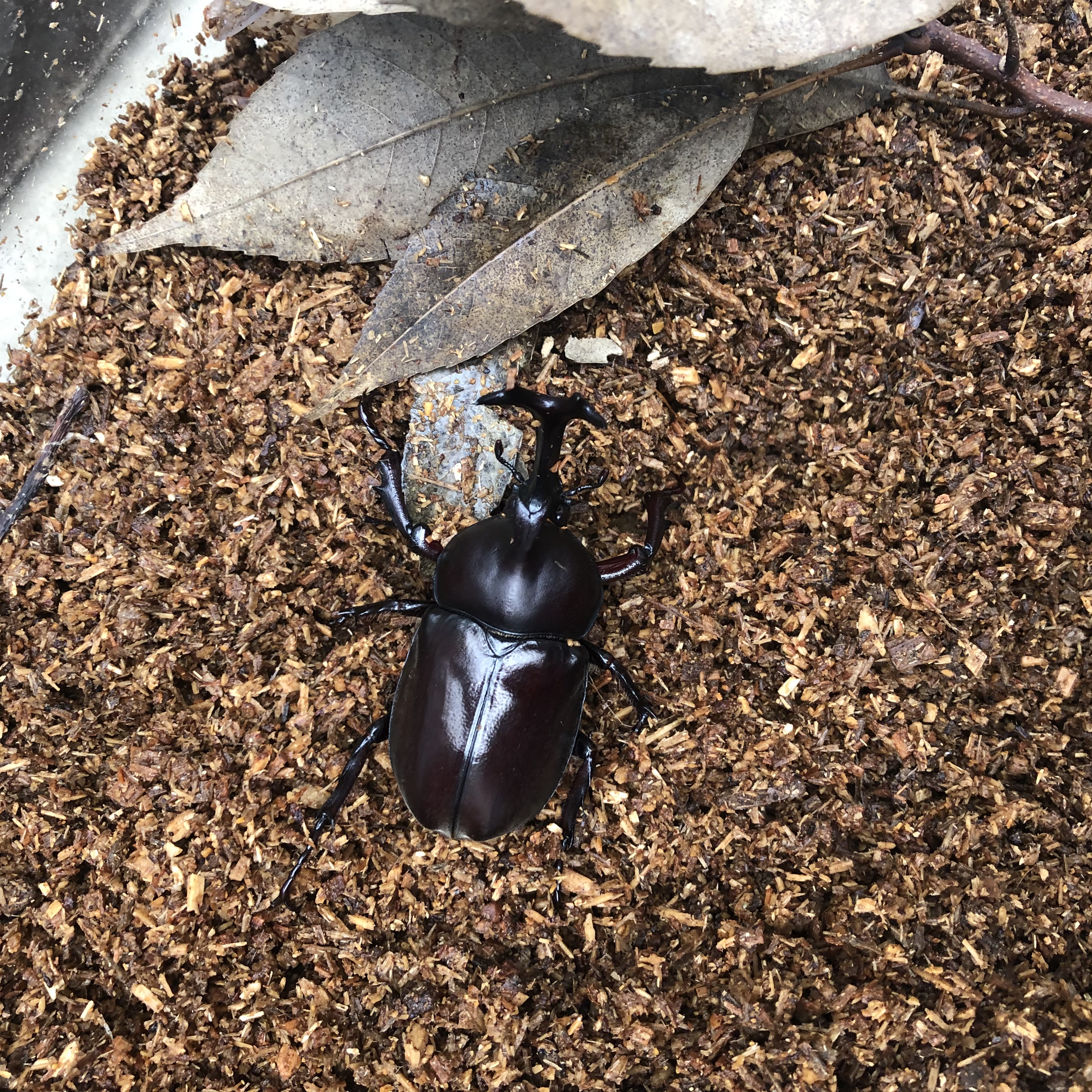 カブトムシ オス　ワイルド個体