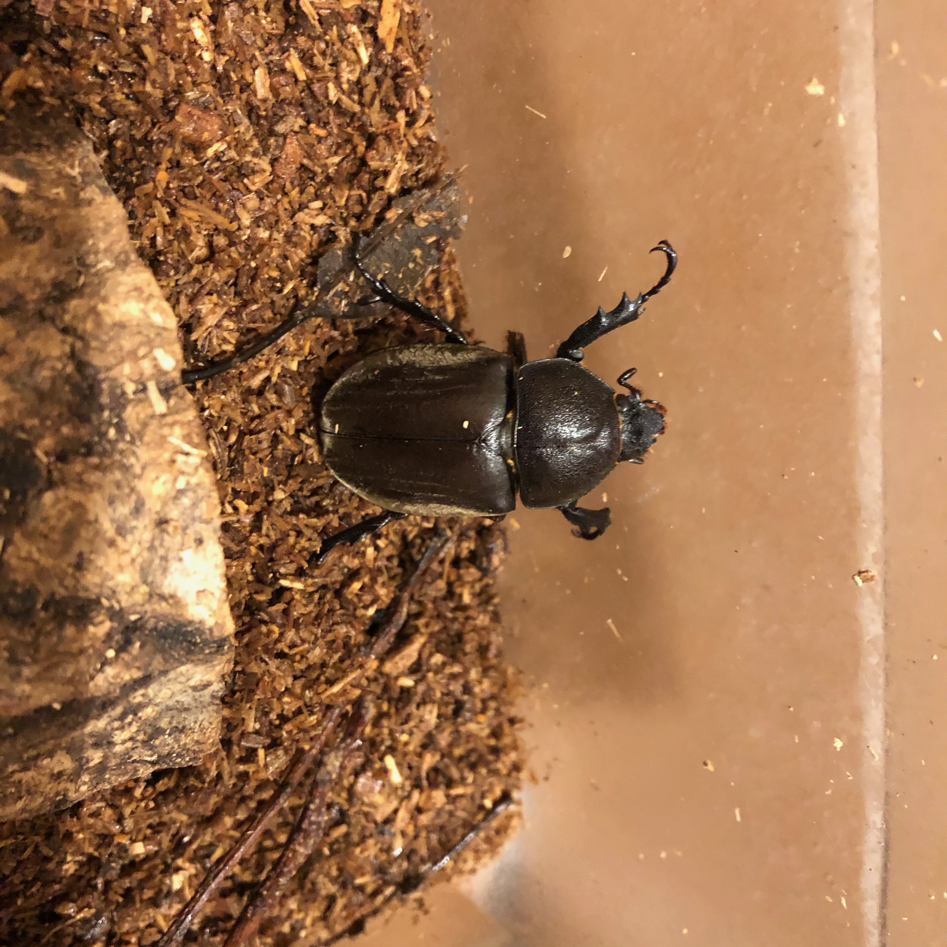 カブトムシのメス