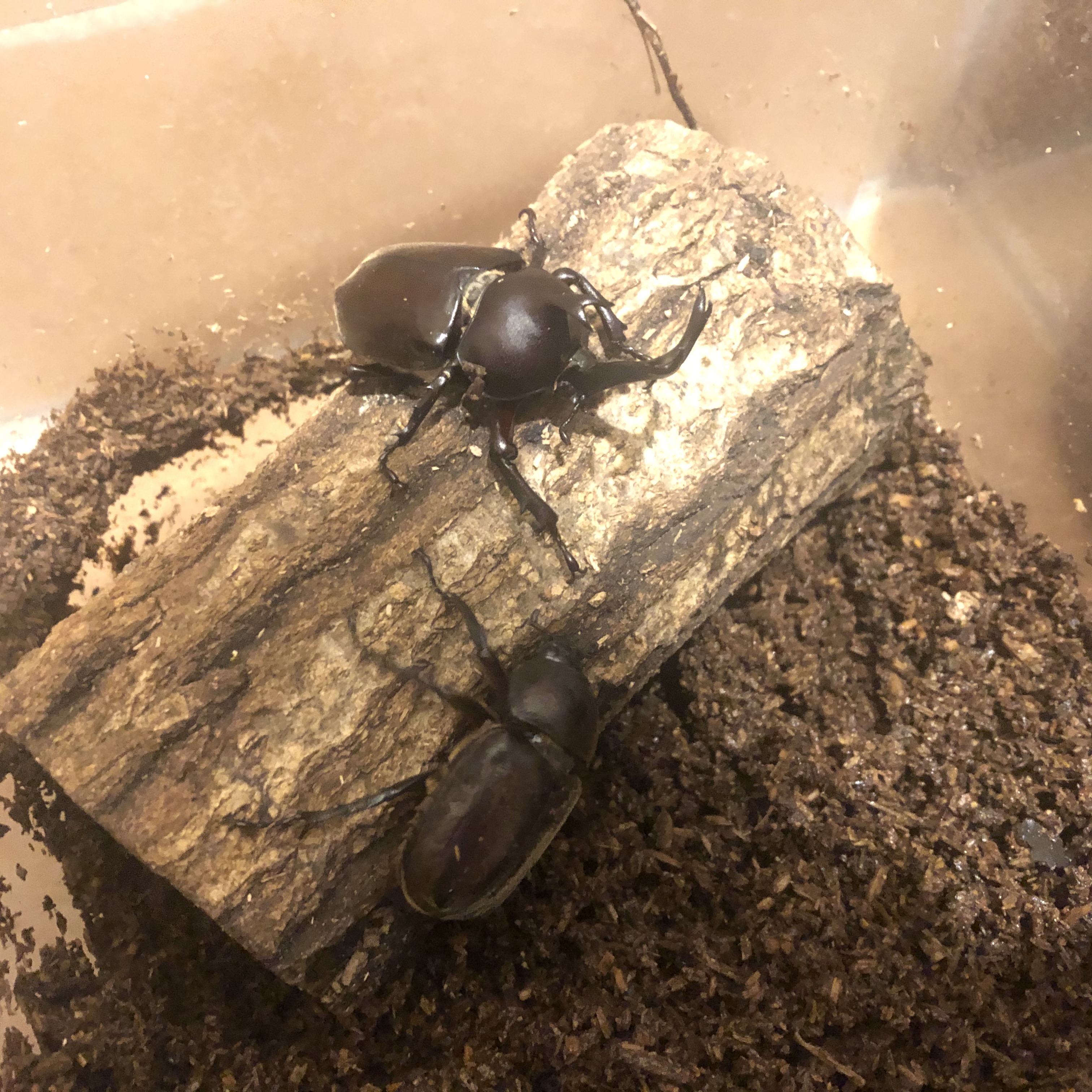 カブトムシのオスとメス くち木の上