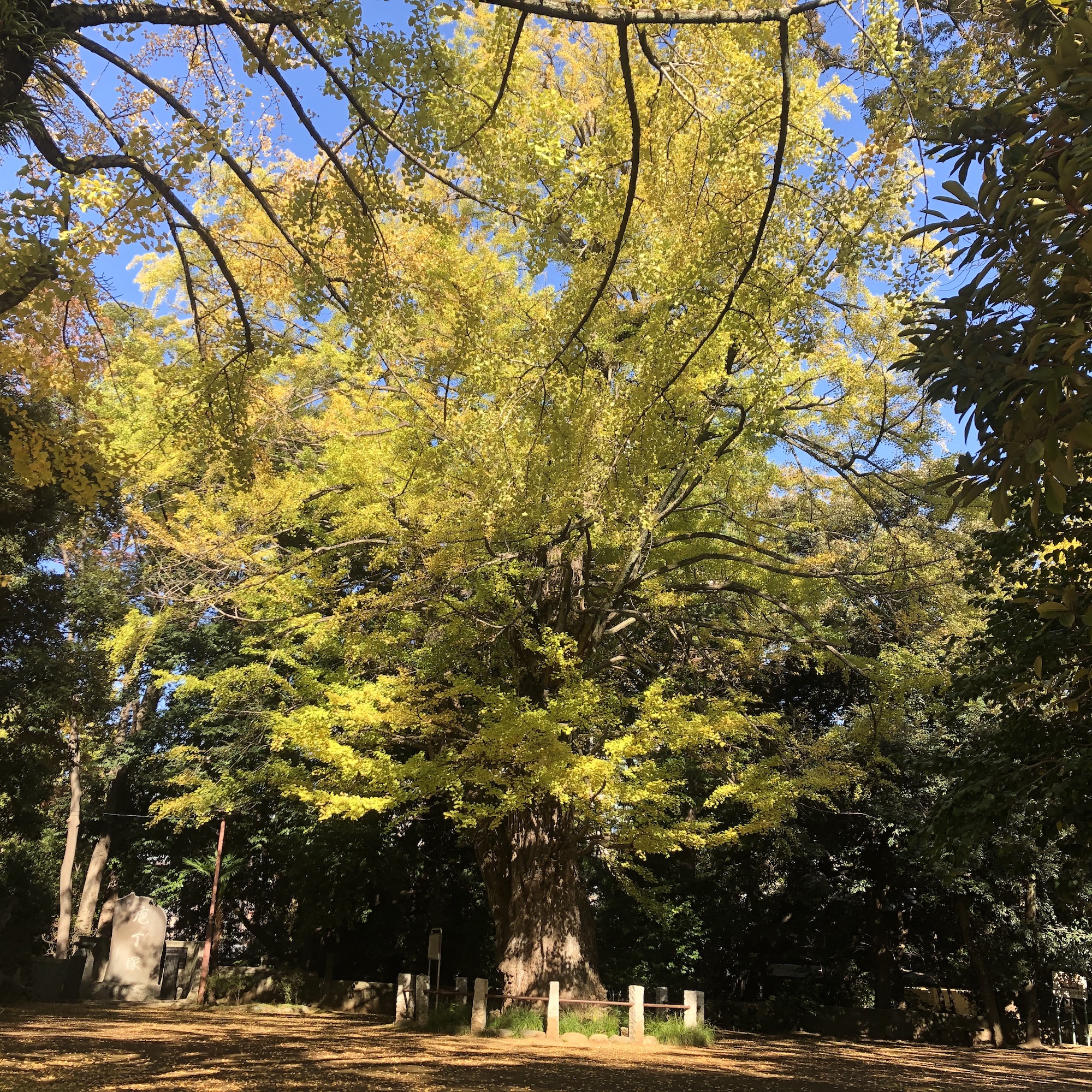 赤坂氷川神社の大銀杏 まだ緑の葉も多く、全体的に黄緑色