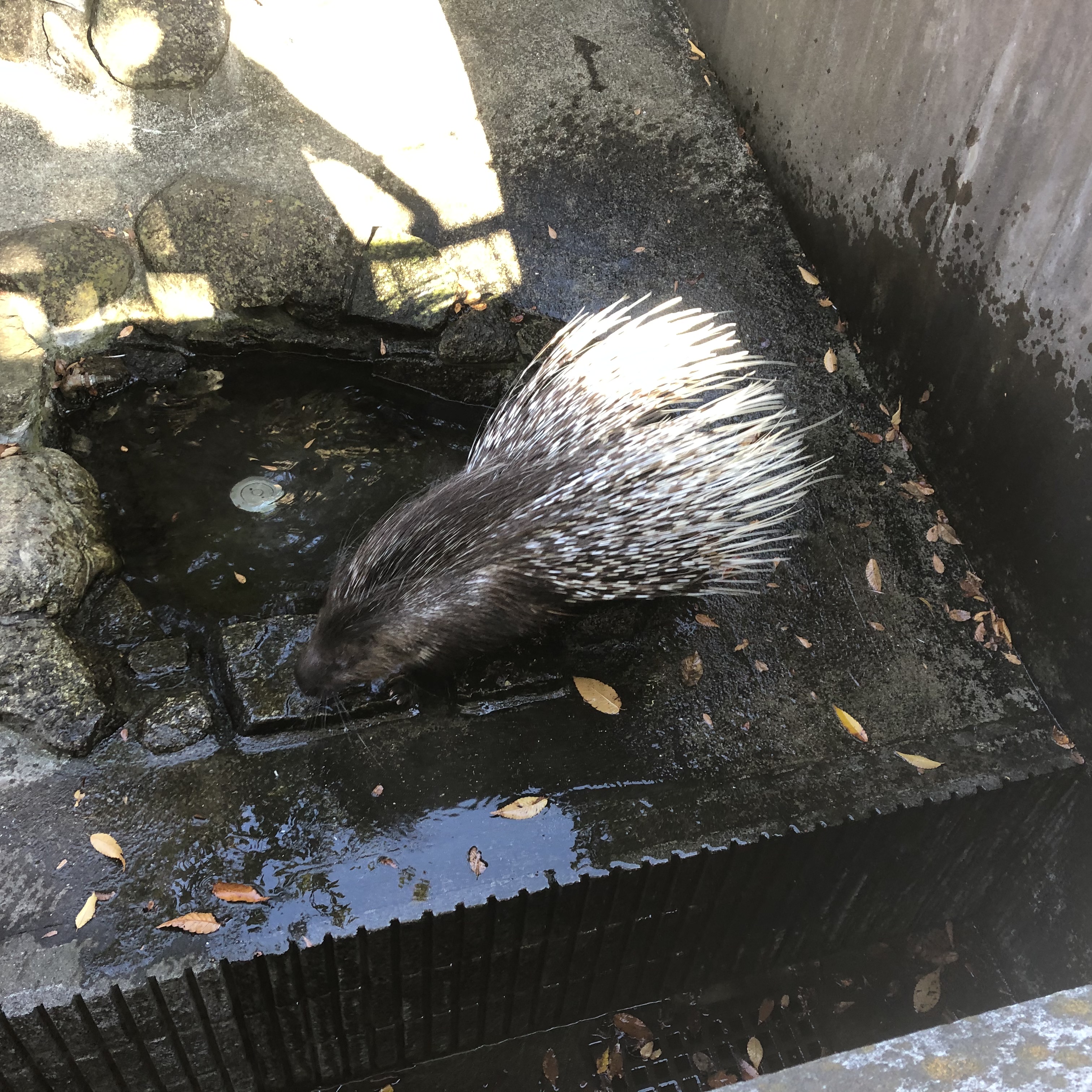 ヤマアラシ 市川市動植物園