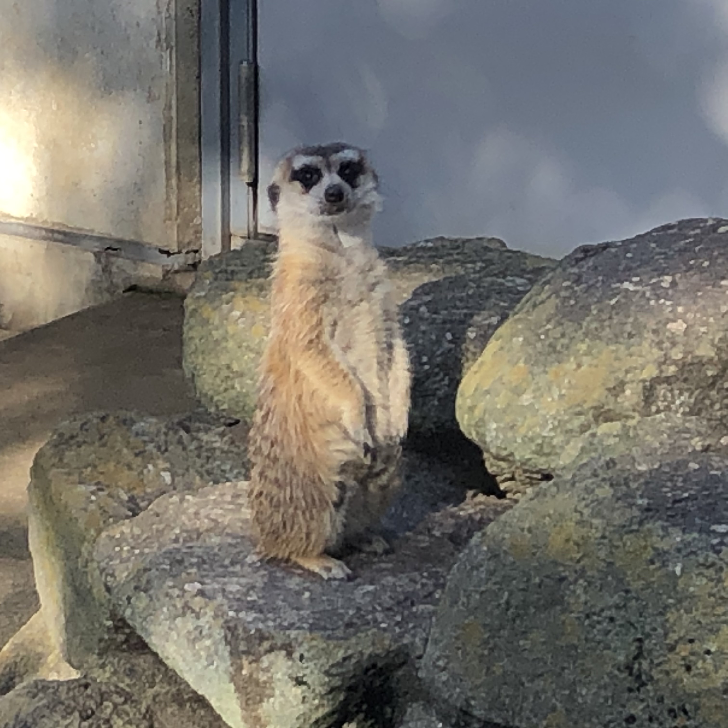 ミーアキャット　市川市動植物園