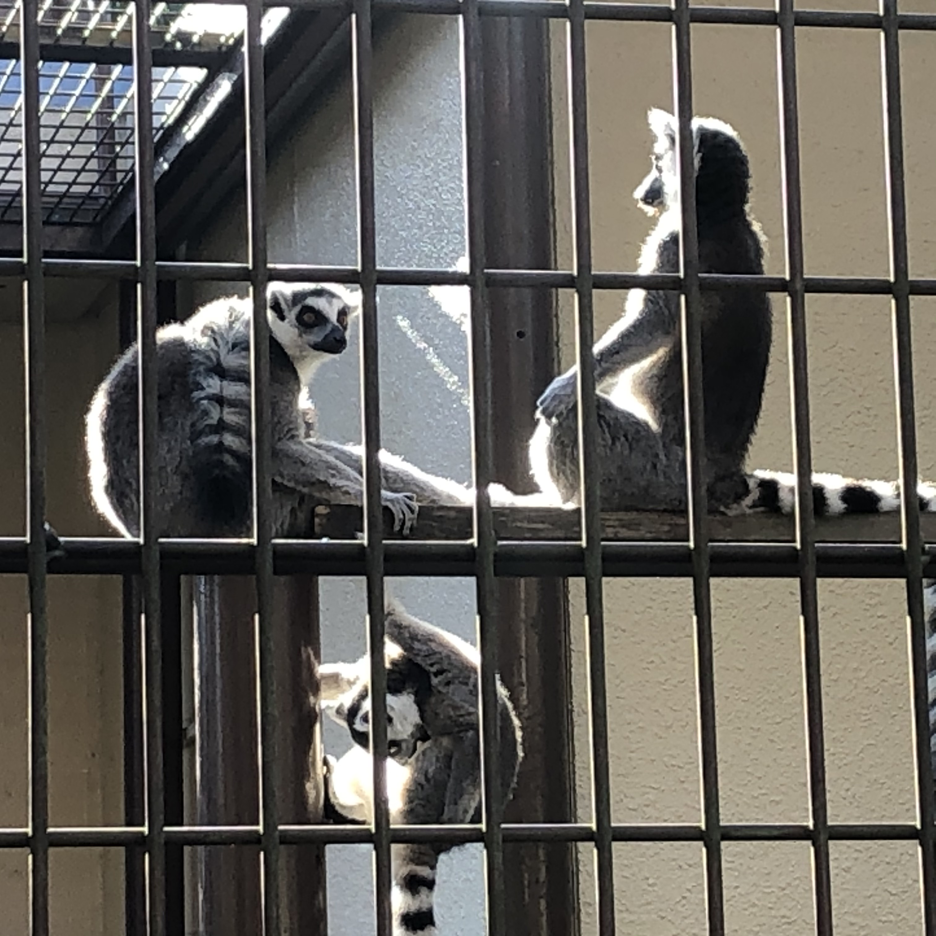 ワオキツネザルの親子 市川市動植物園