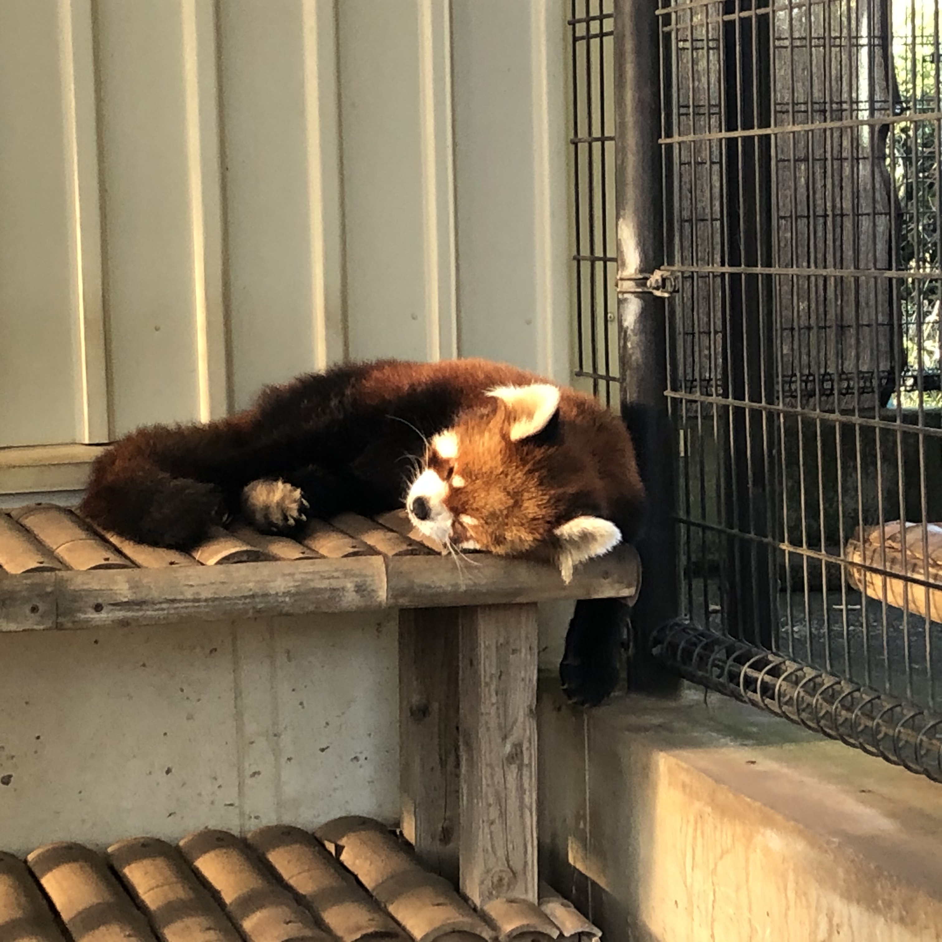 寝てるレッサーパンダ　市川市動植物園