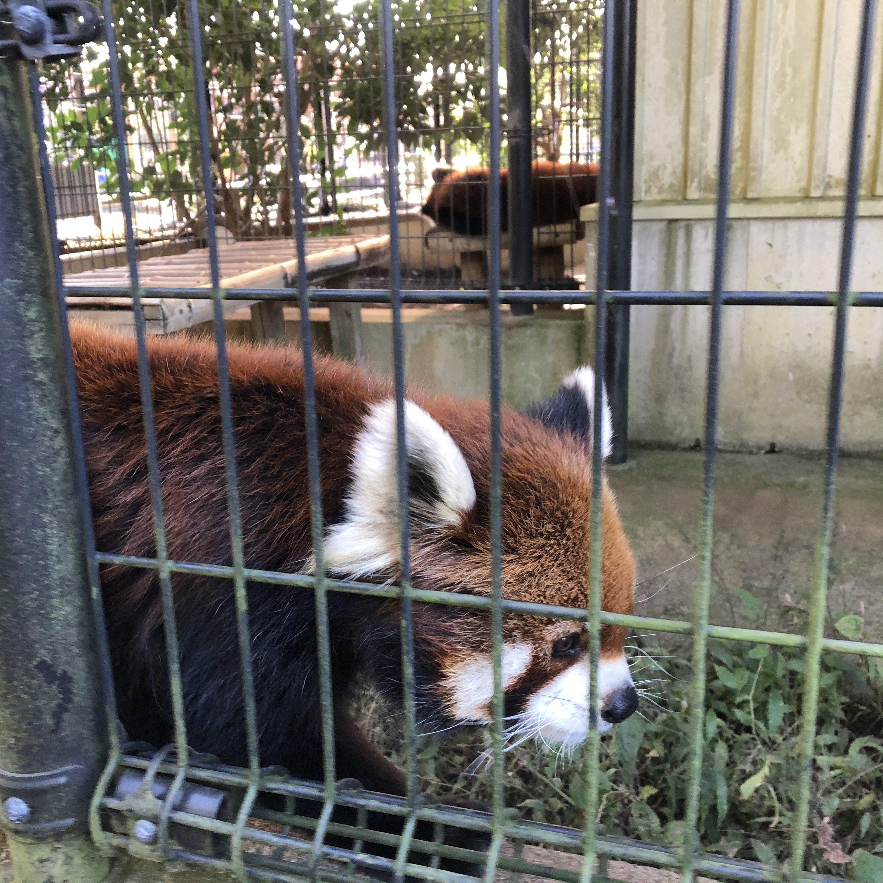 散歩中のレッサーパンダ　市川市動植物園