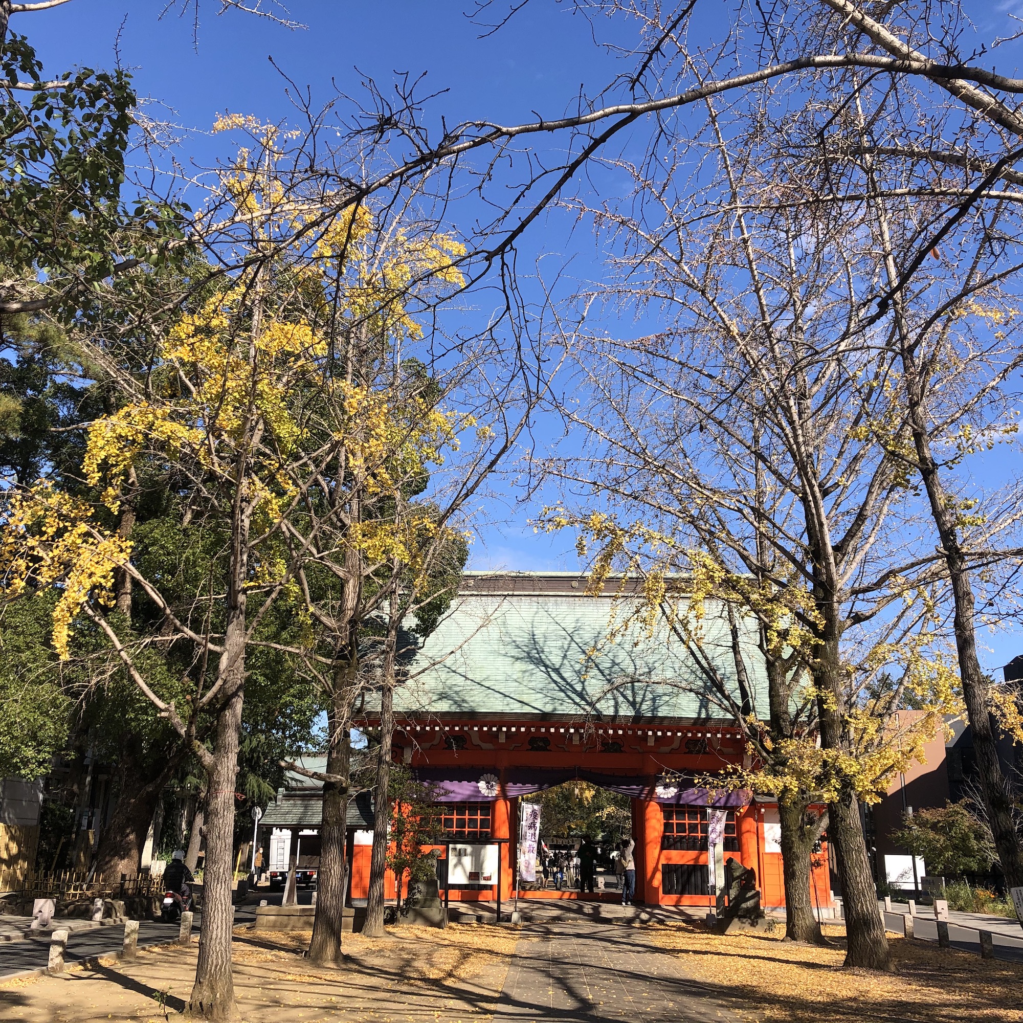 八幡神社 銀杏並木