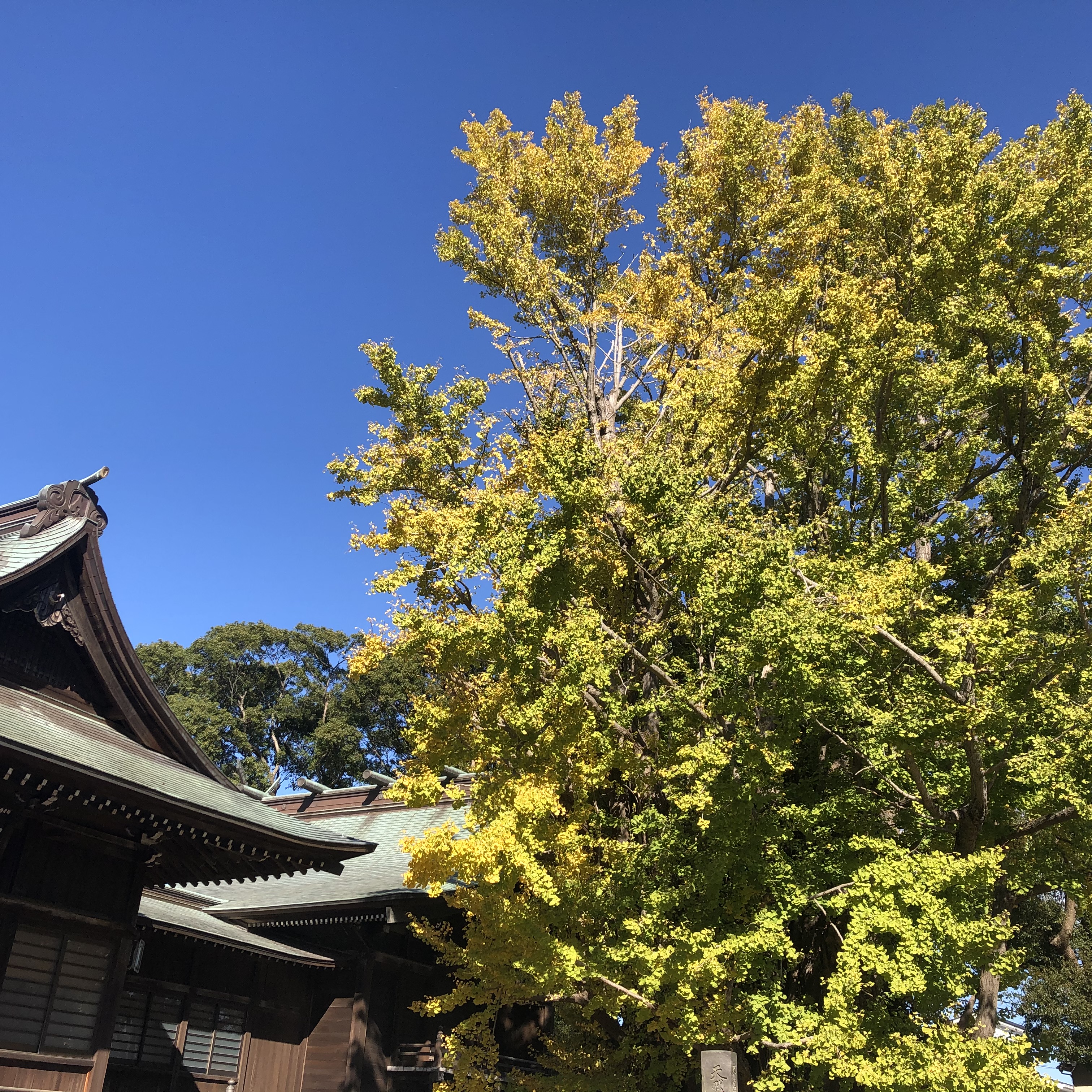 八幡神社の大銀杏 2020年11月