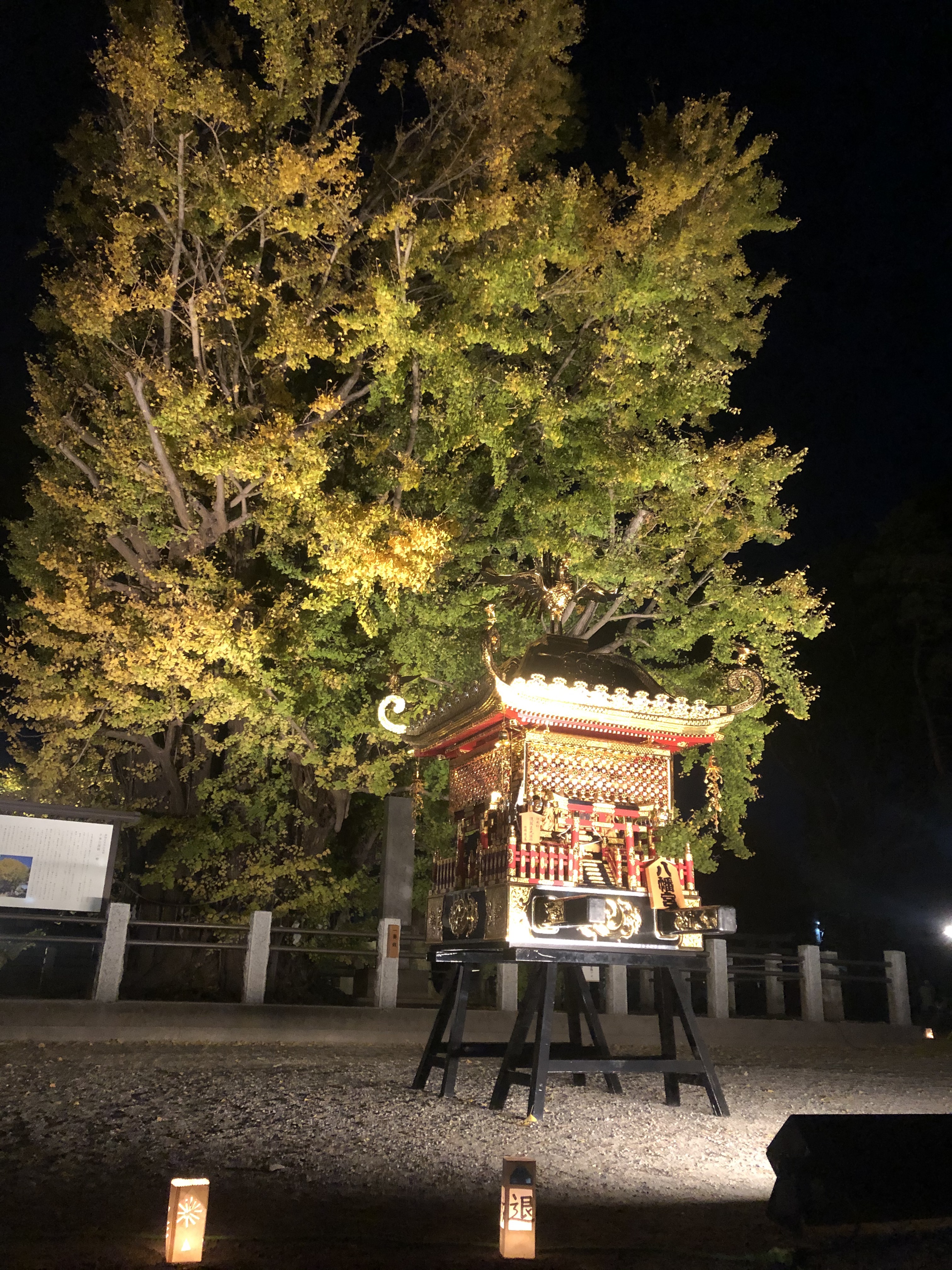 八幡神社のライトアップされた大銀杏