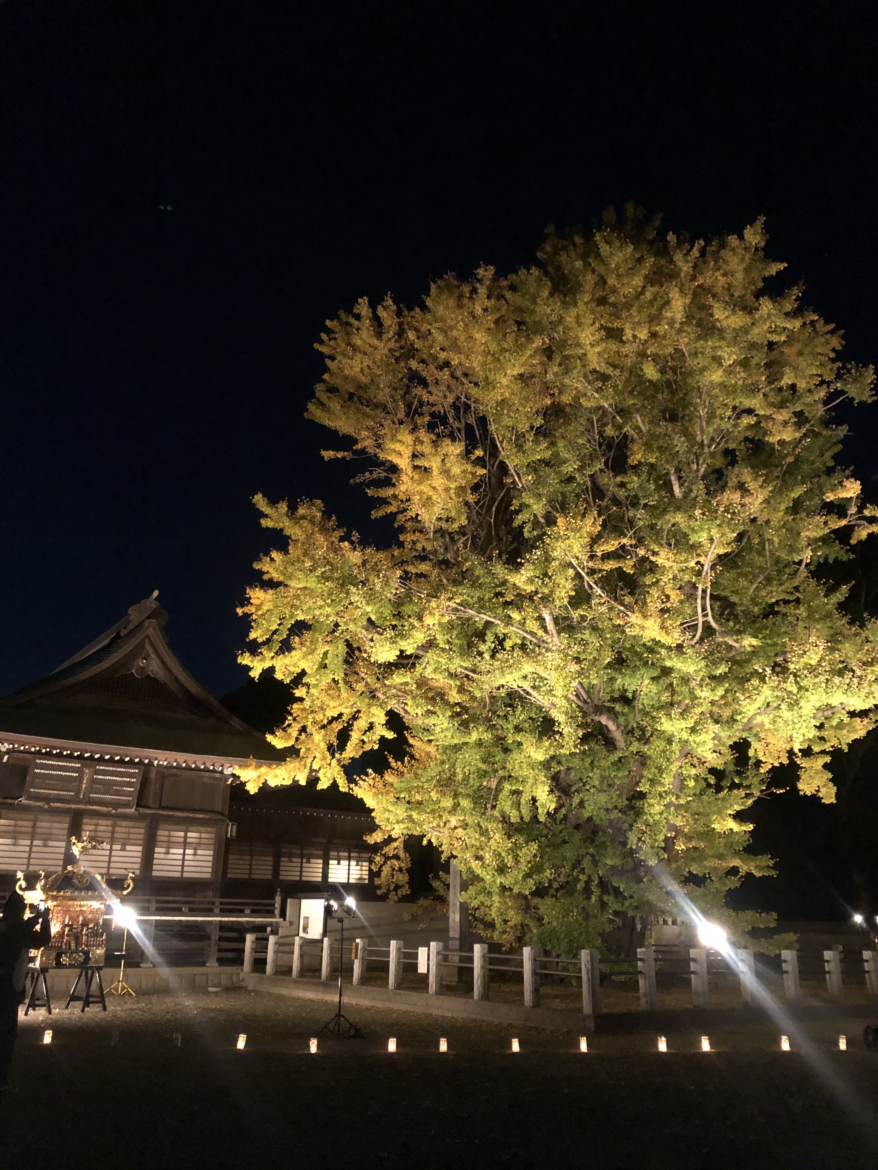 八幡神社のライトアップされた大銀杏