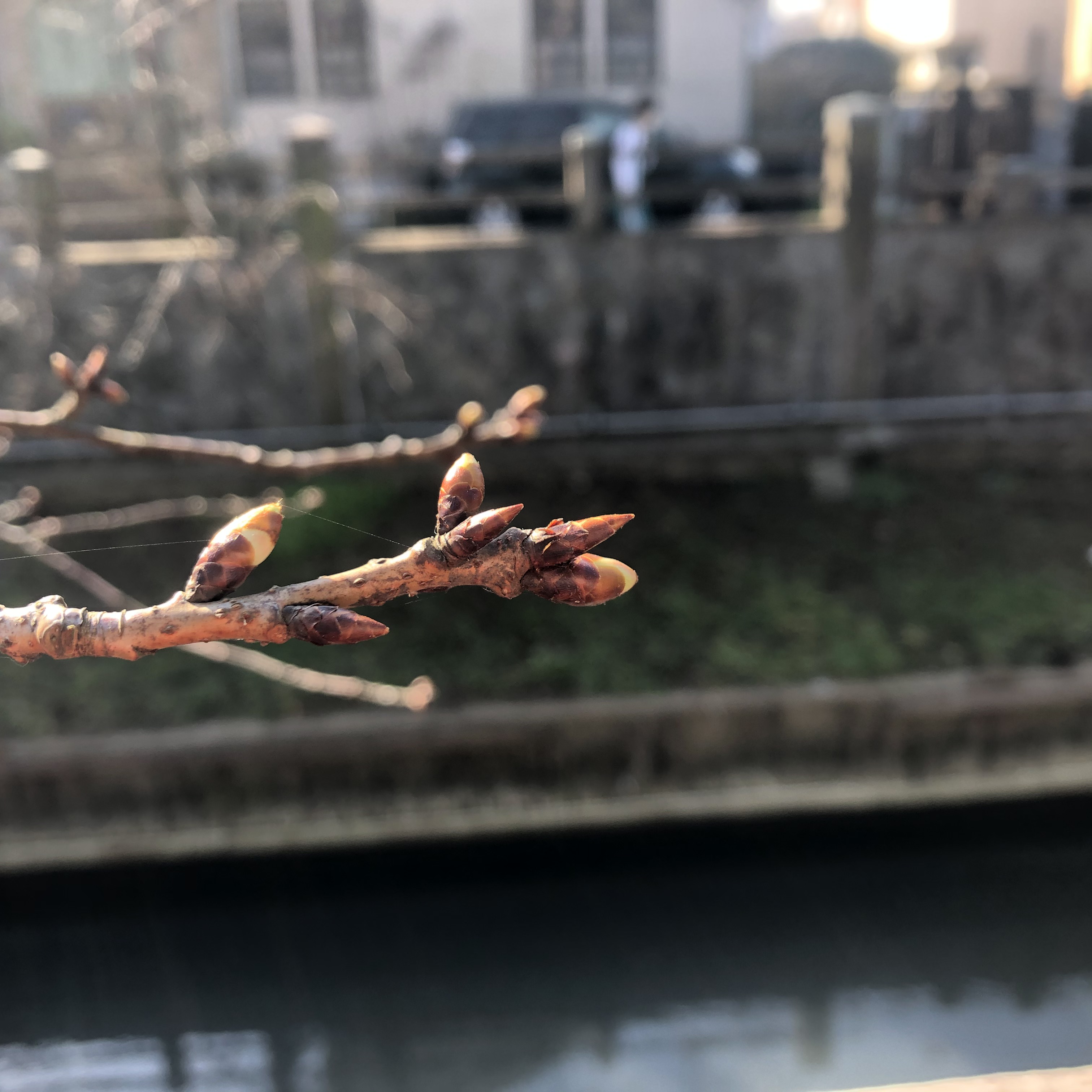 河津桜の蕾