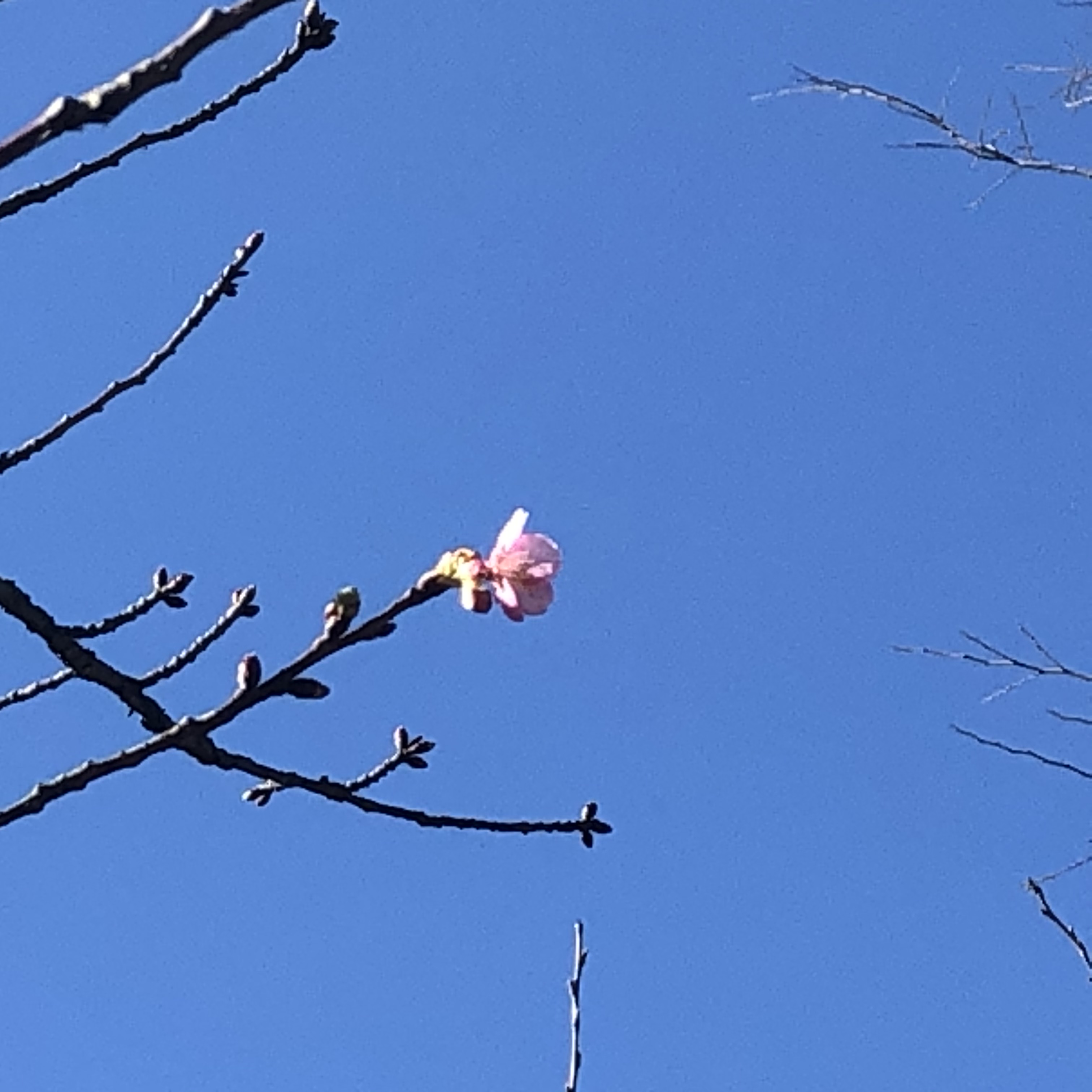 真間川の河津桜が咲き始めた