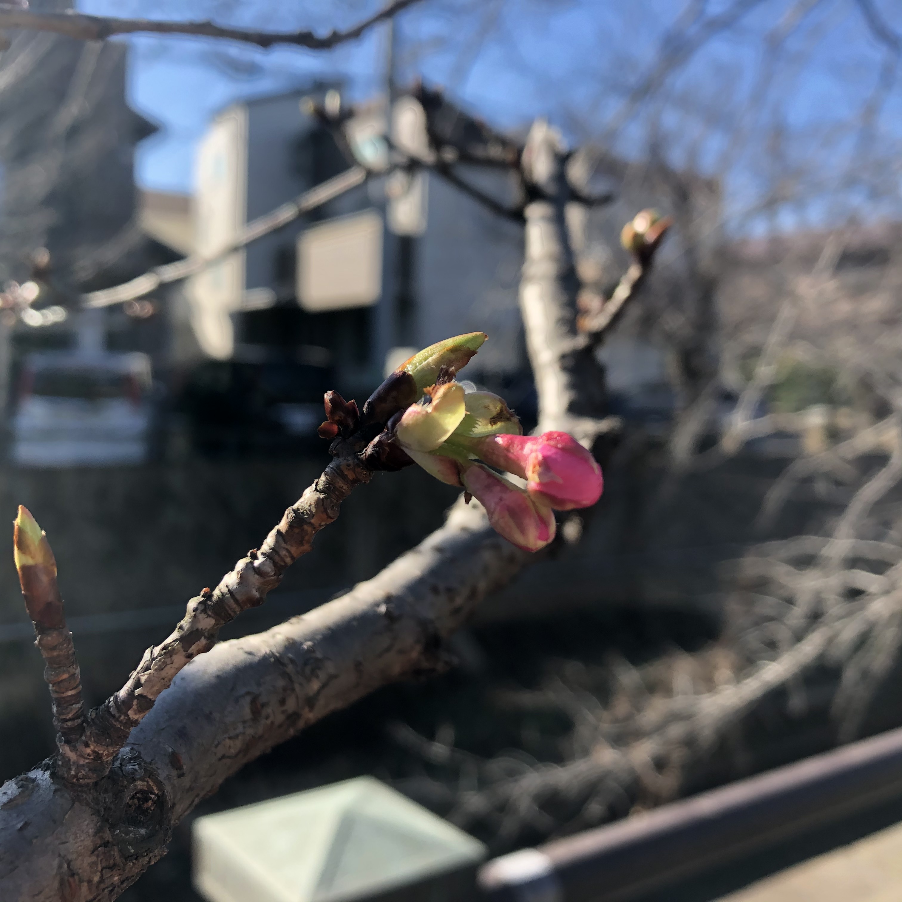 真間川の河津桜が咲き始めた