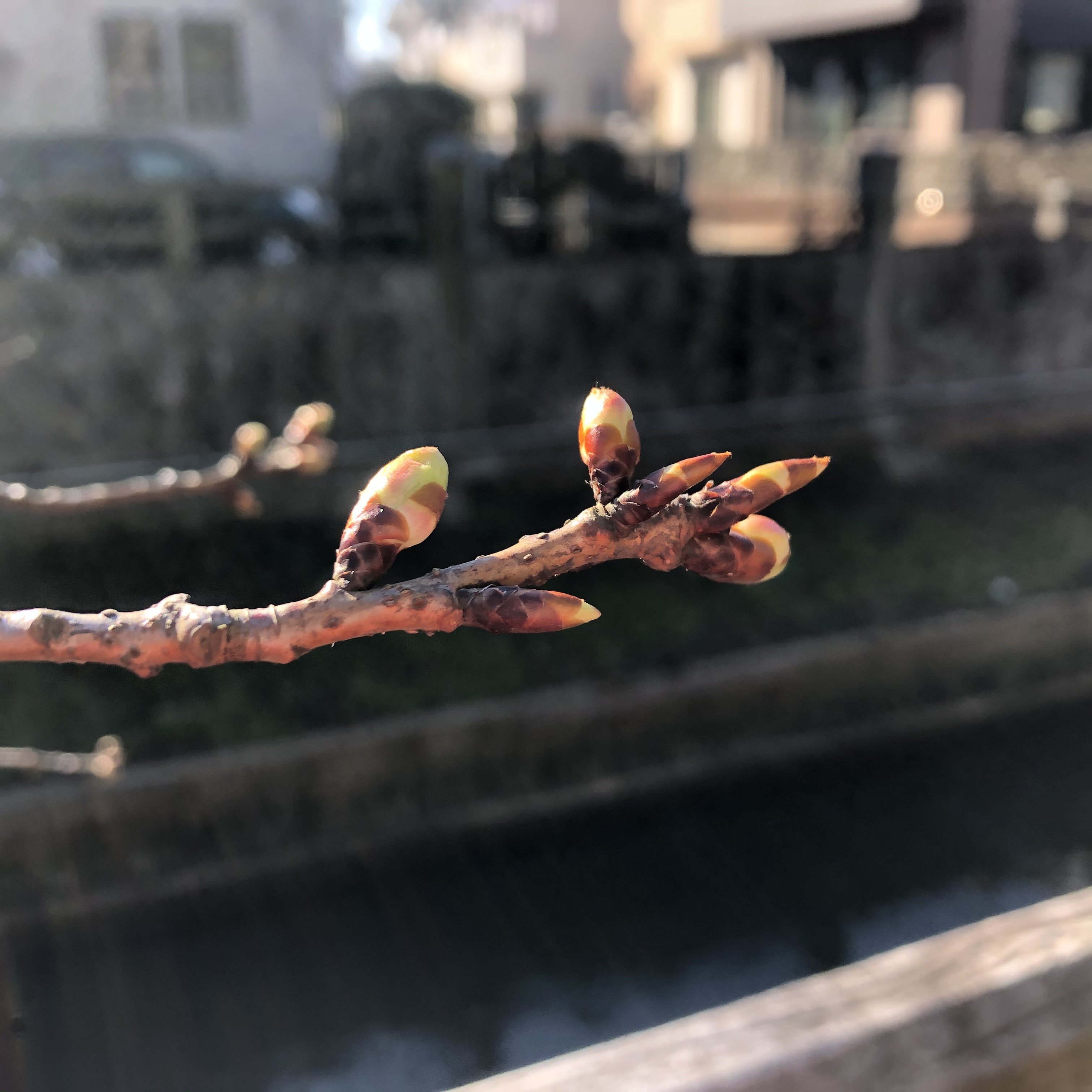 真間川の河津桜の蕾