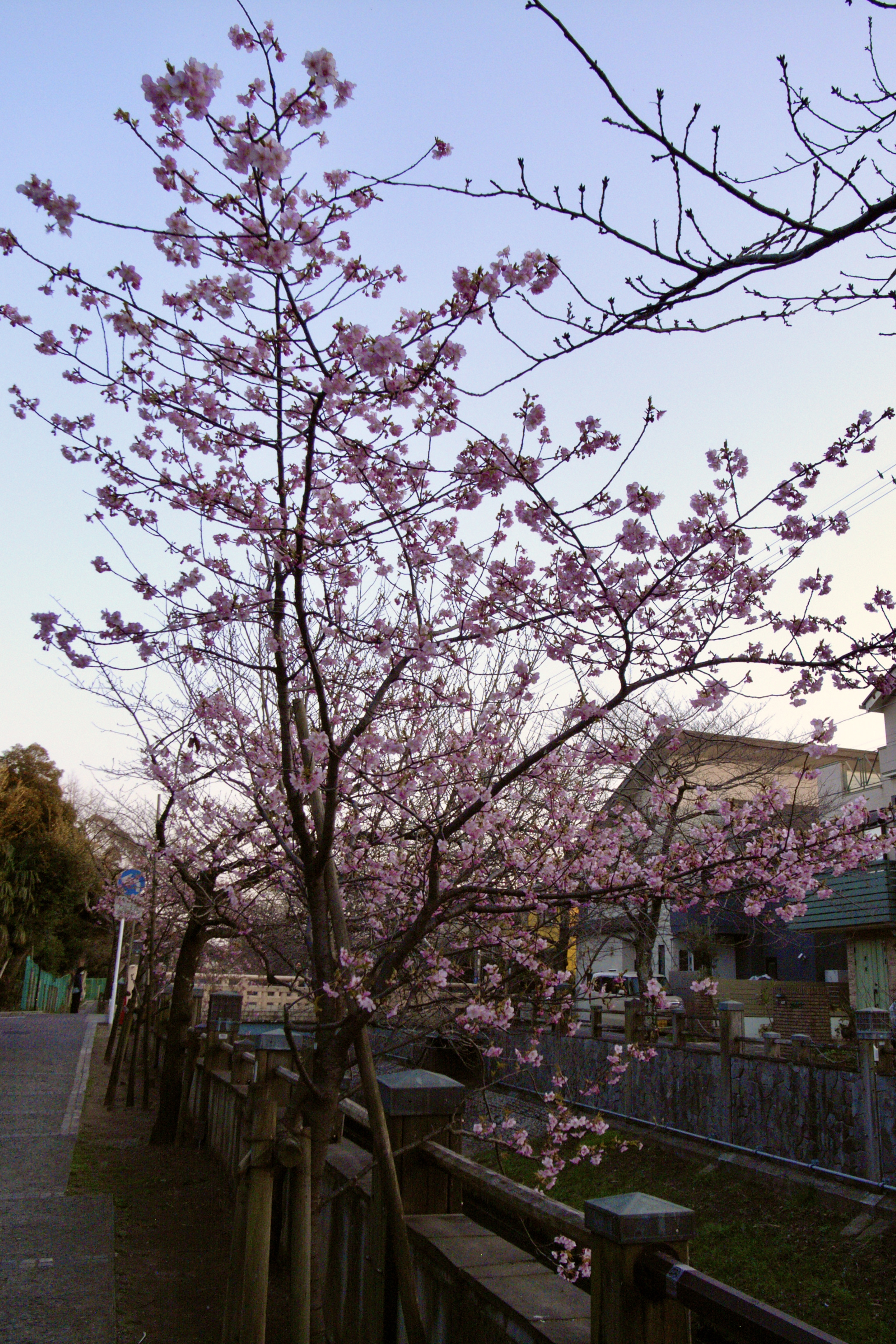 真間川の河津桜 7分咲き