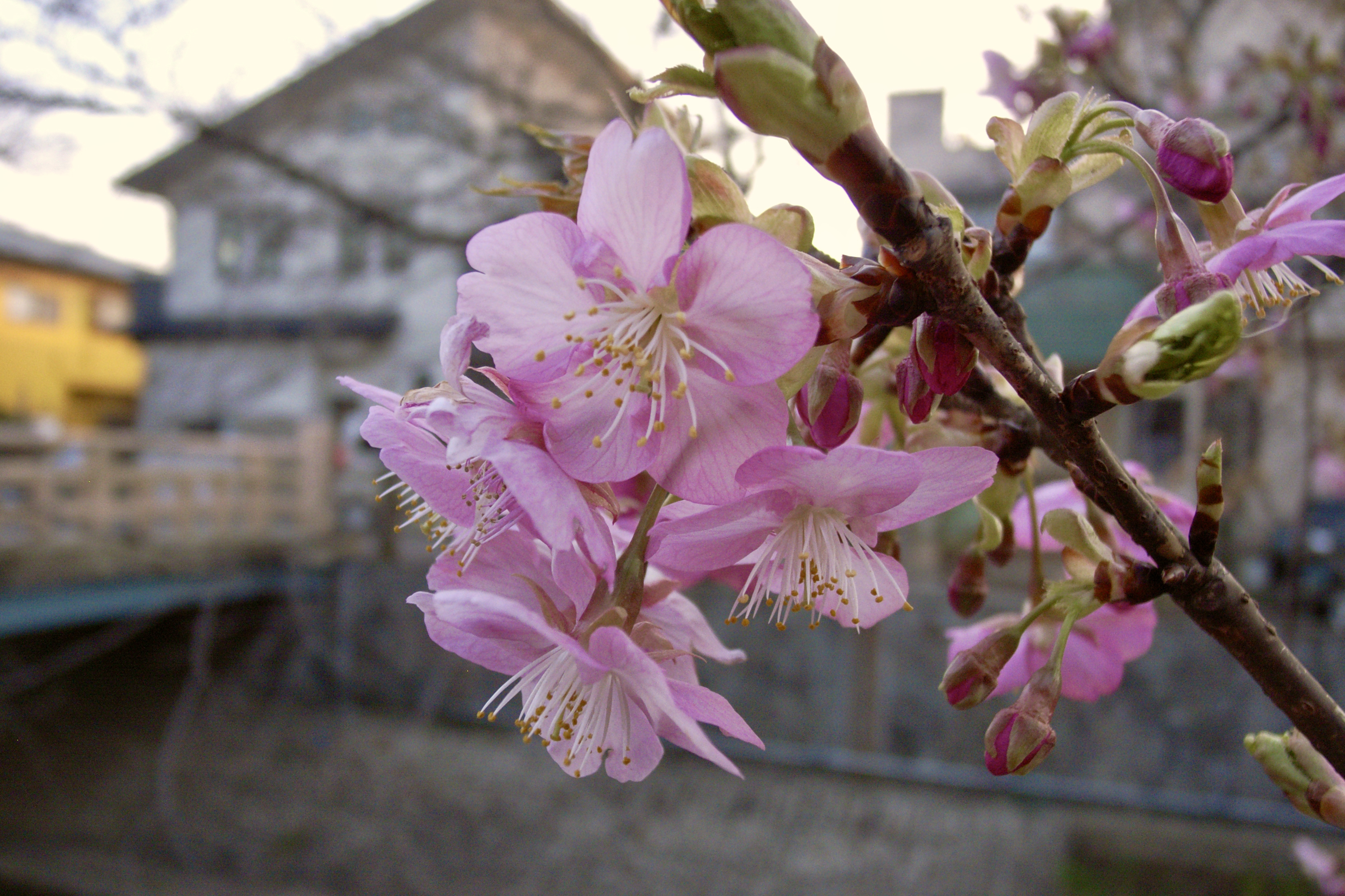 真間川の河津桜