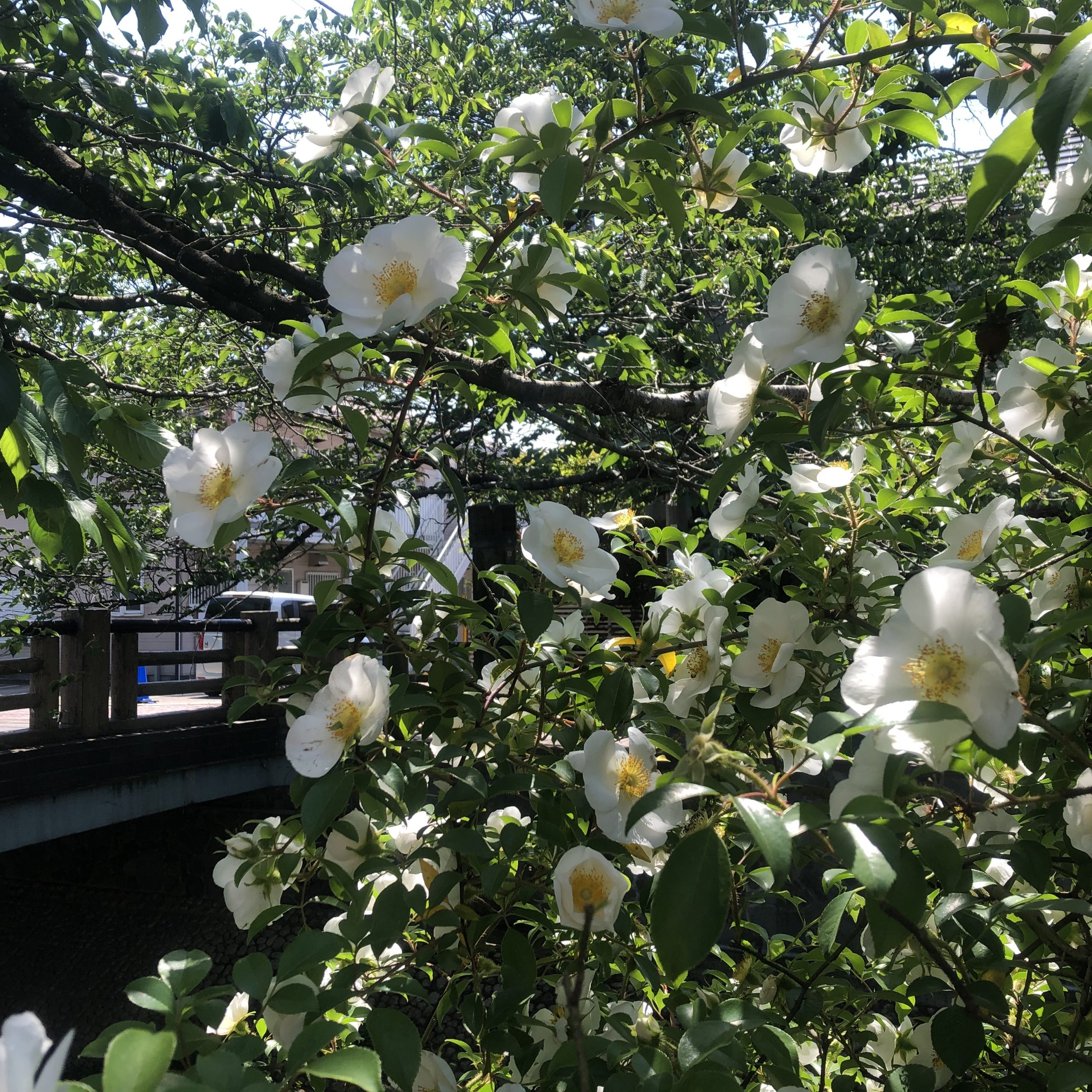 真間川のとある橋の花