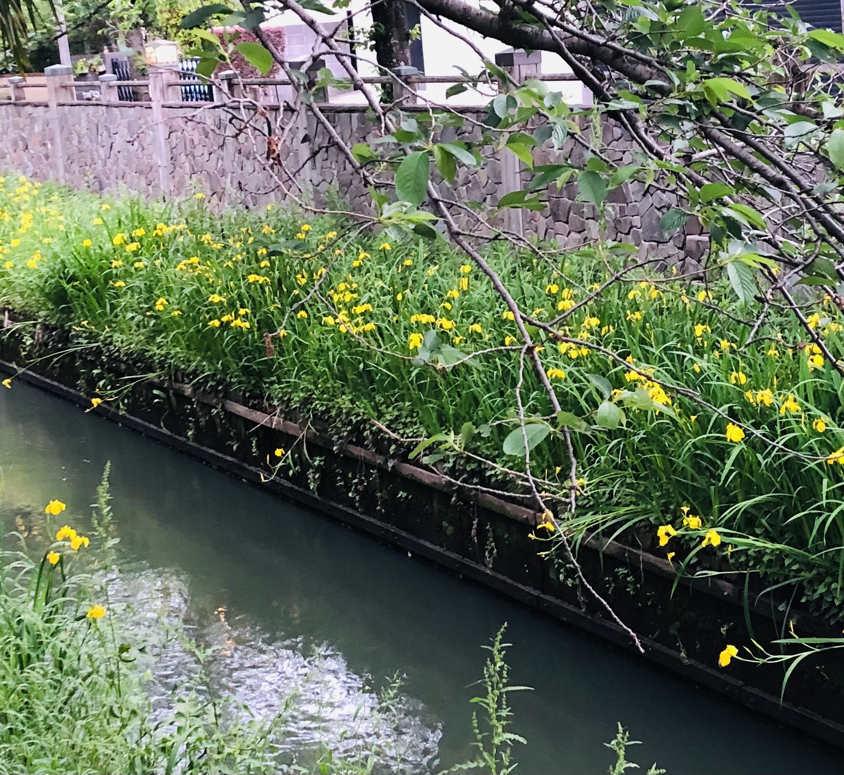 真間川の黄菖蒲