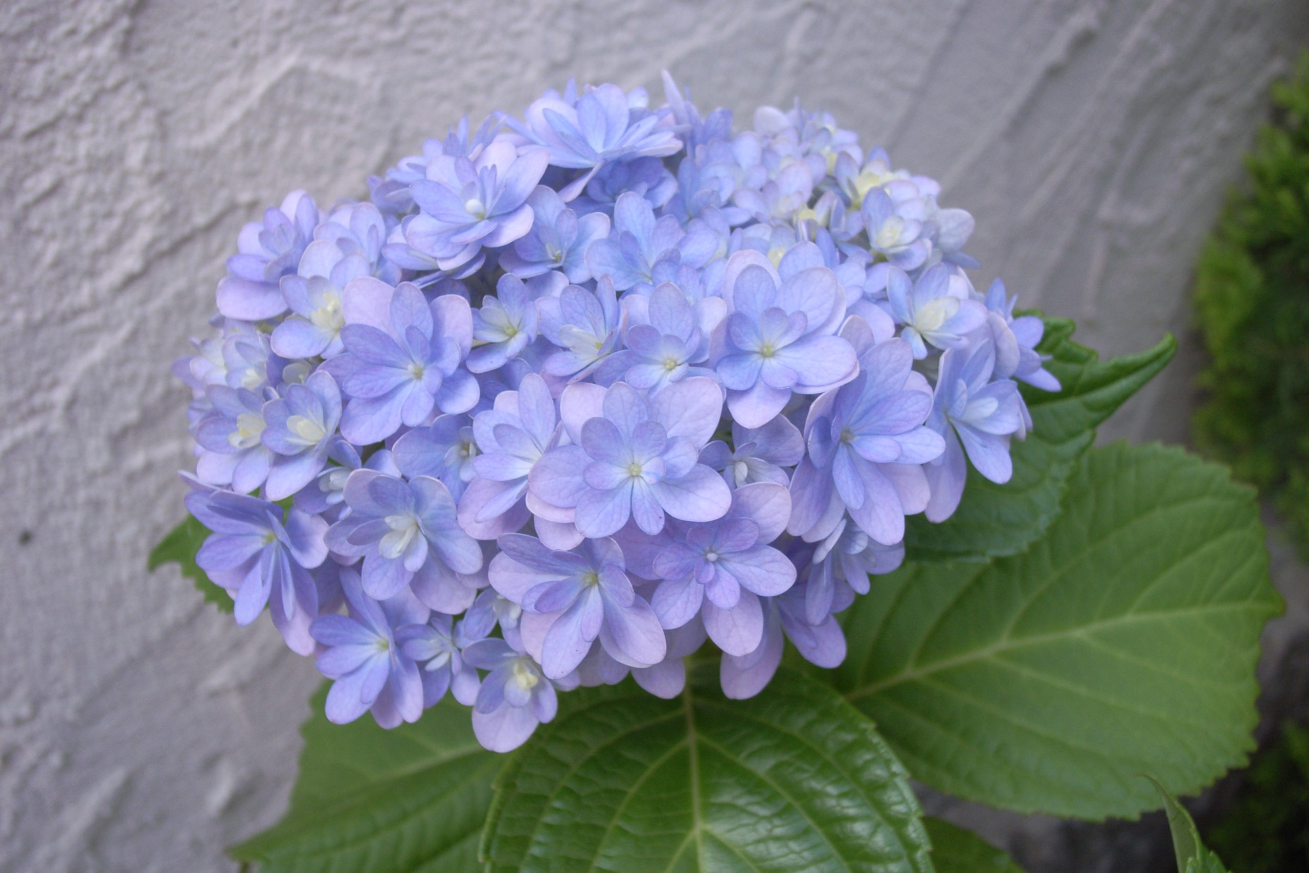 あじさい、咲きました