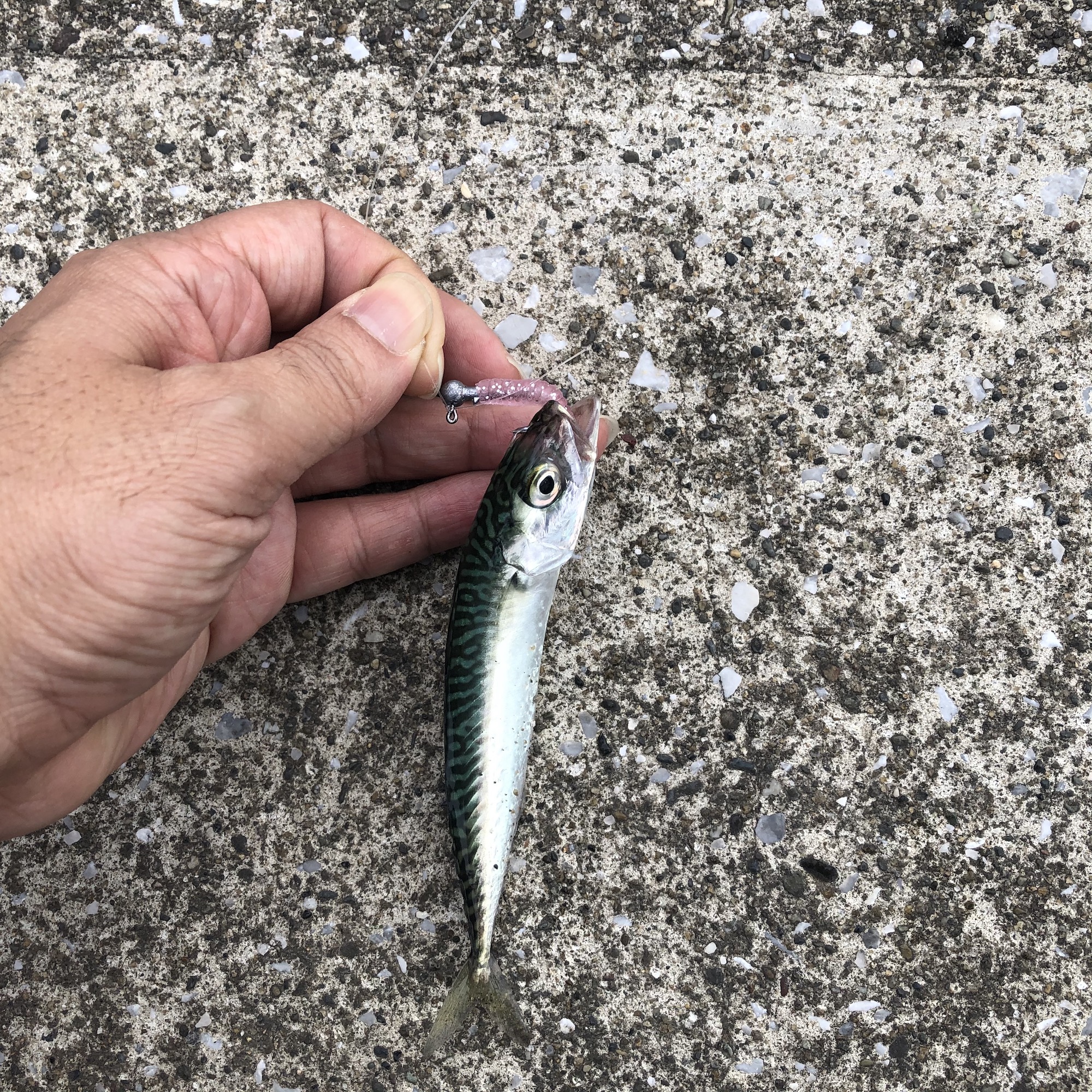 ルアーで鯖をゲット