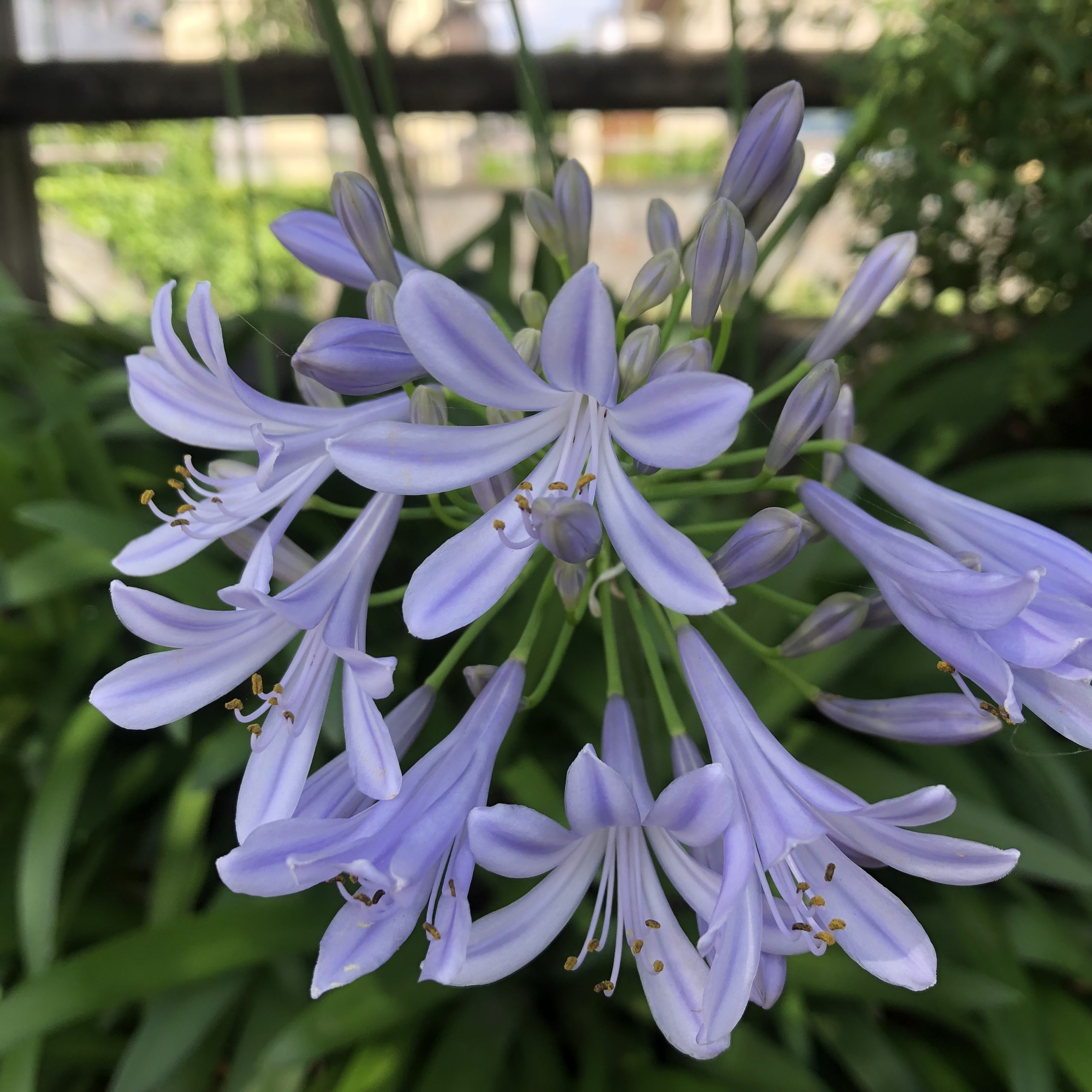 散歩中に見つけた花