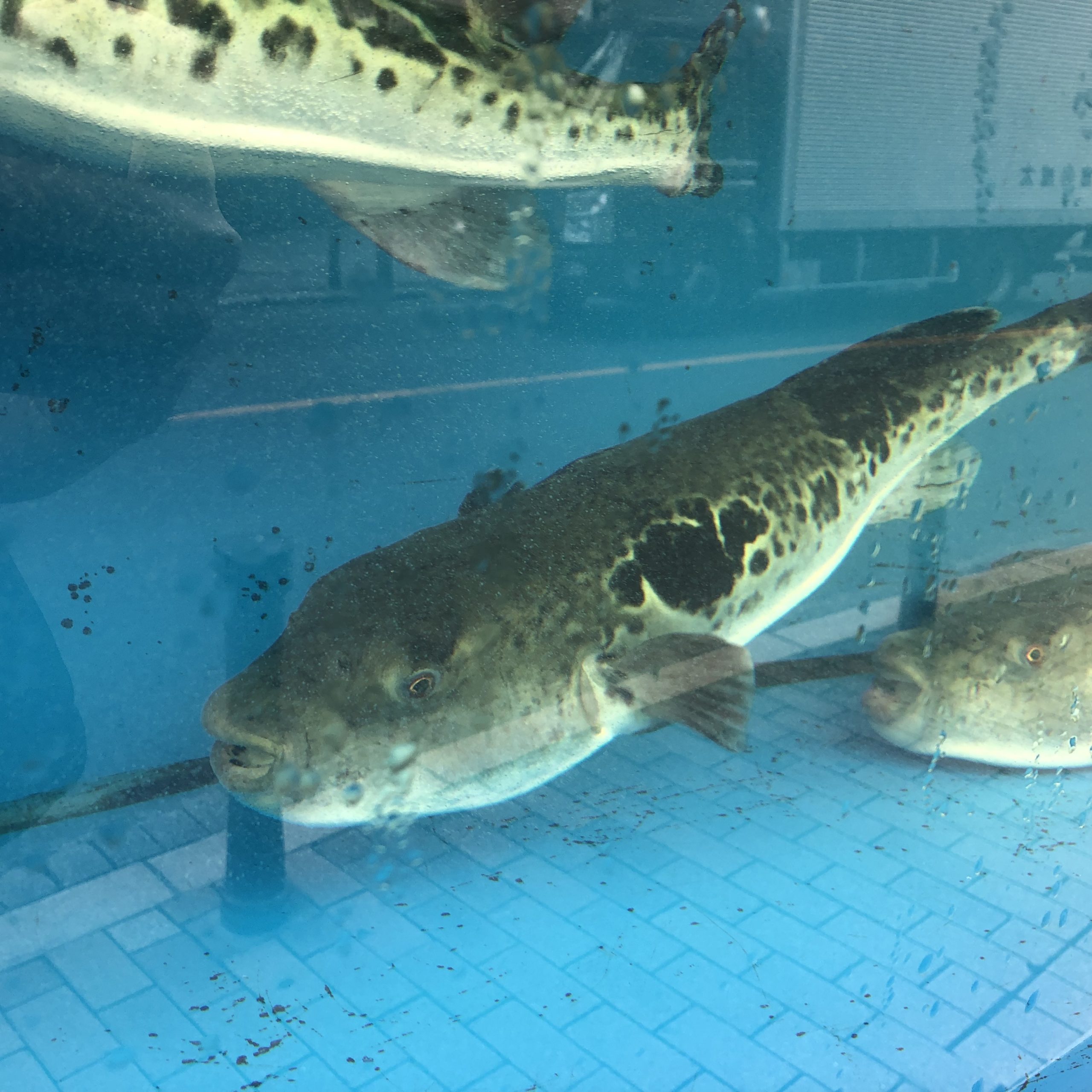 水槽にとらふぐも戻っていた