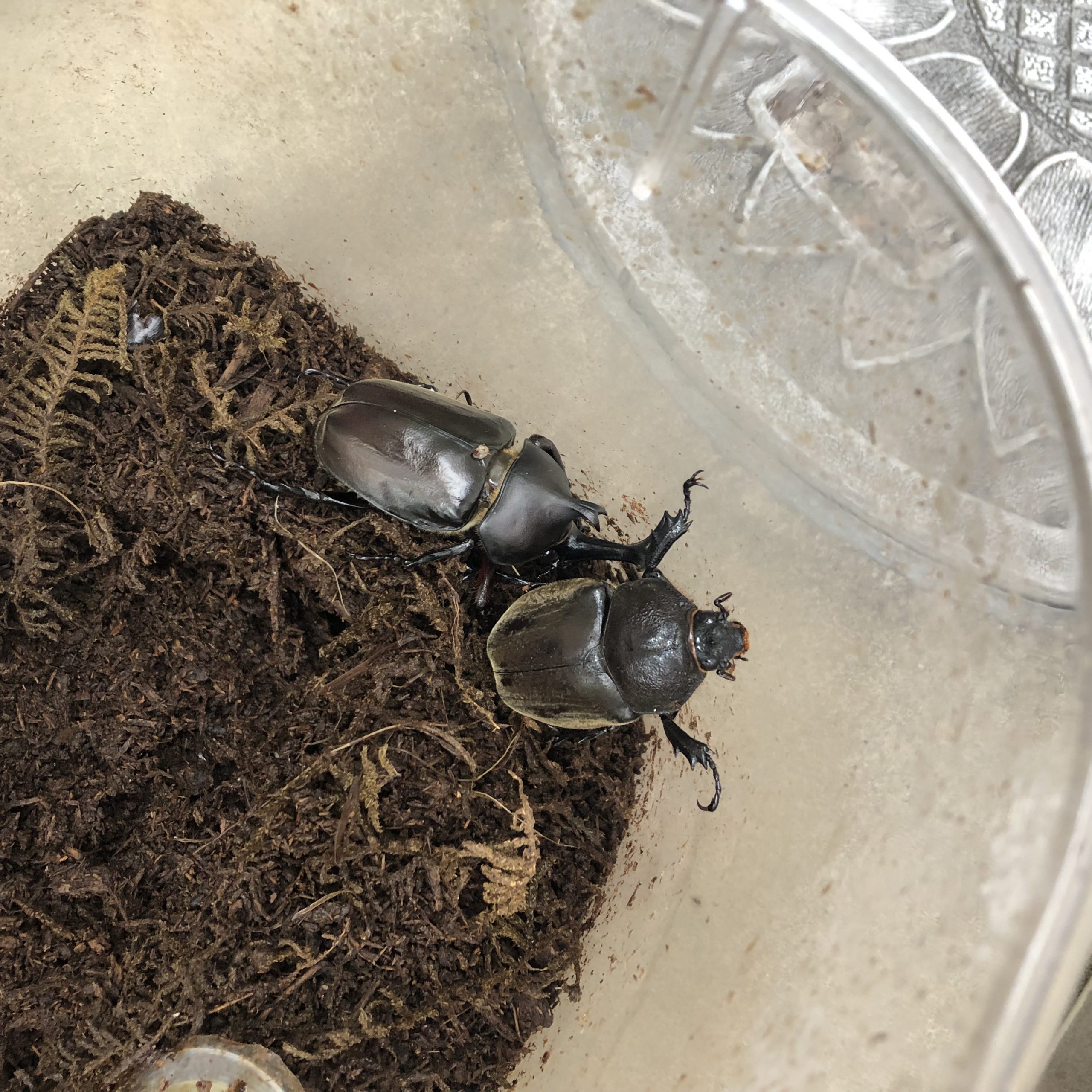 カブトムシの飼育日誌 21 7 22