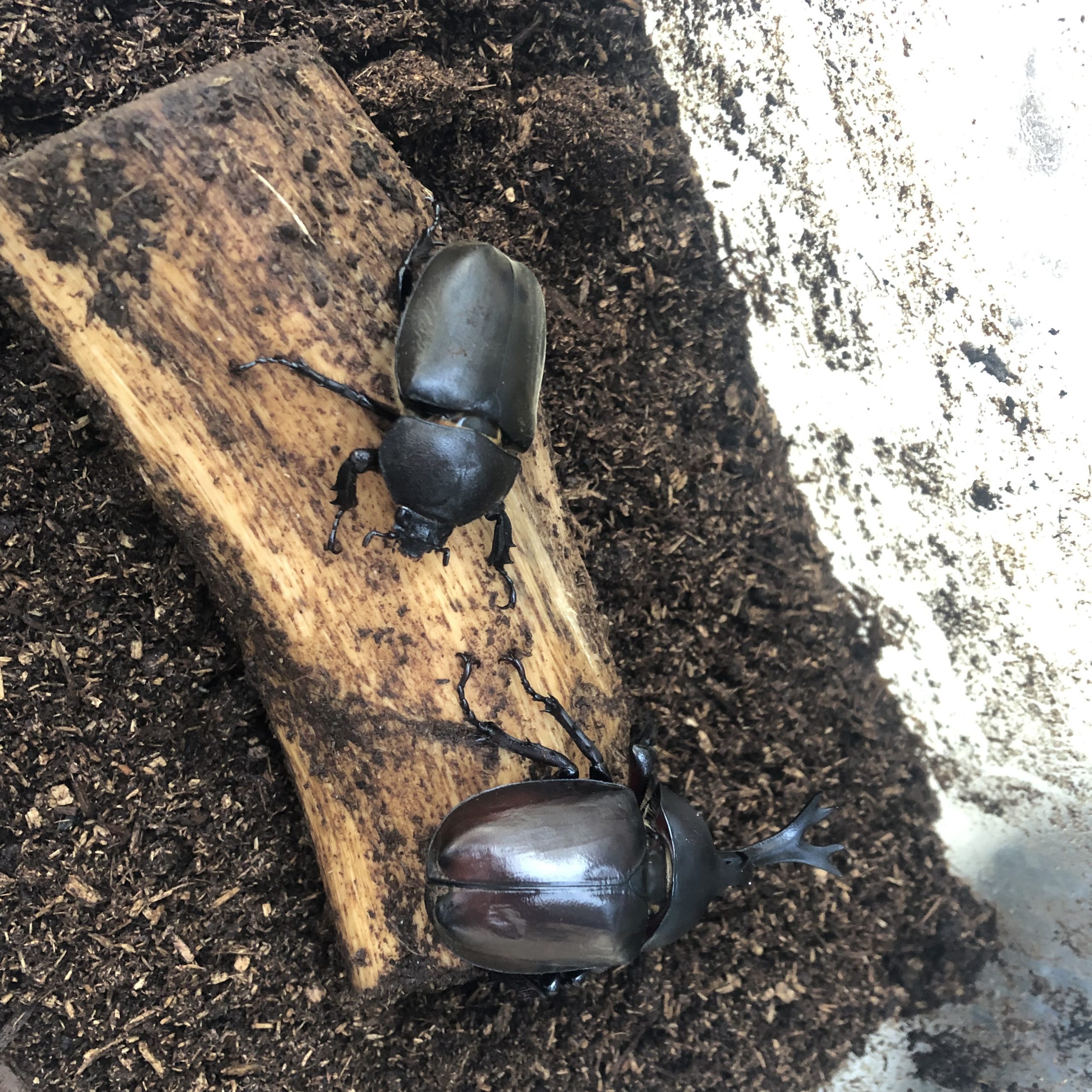 カブトムシの飼育日誌（2021/8/9）