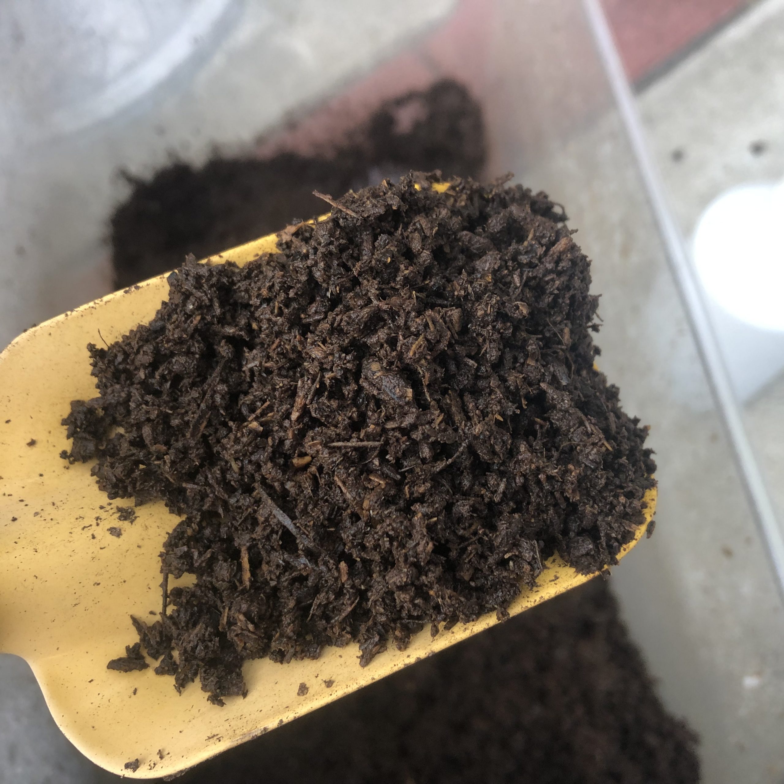 カブトムシの飼育日誌（2021/8/15）