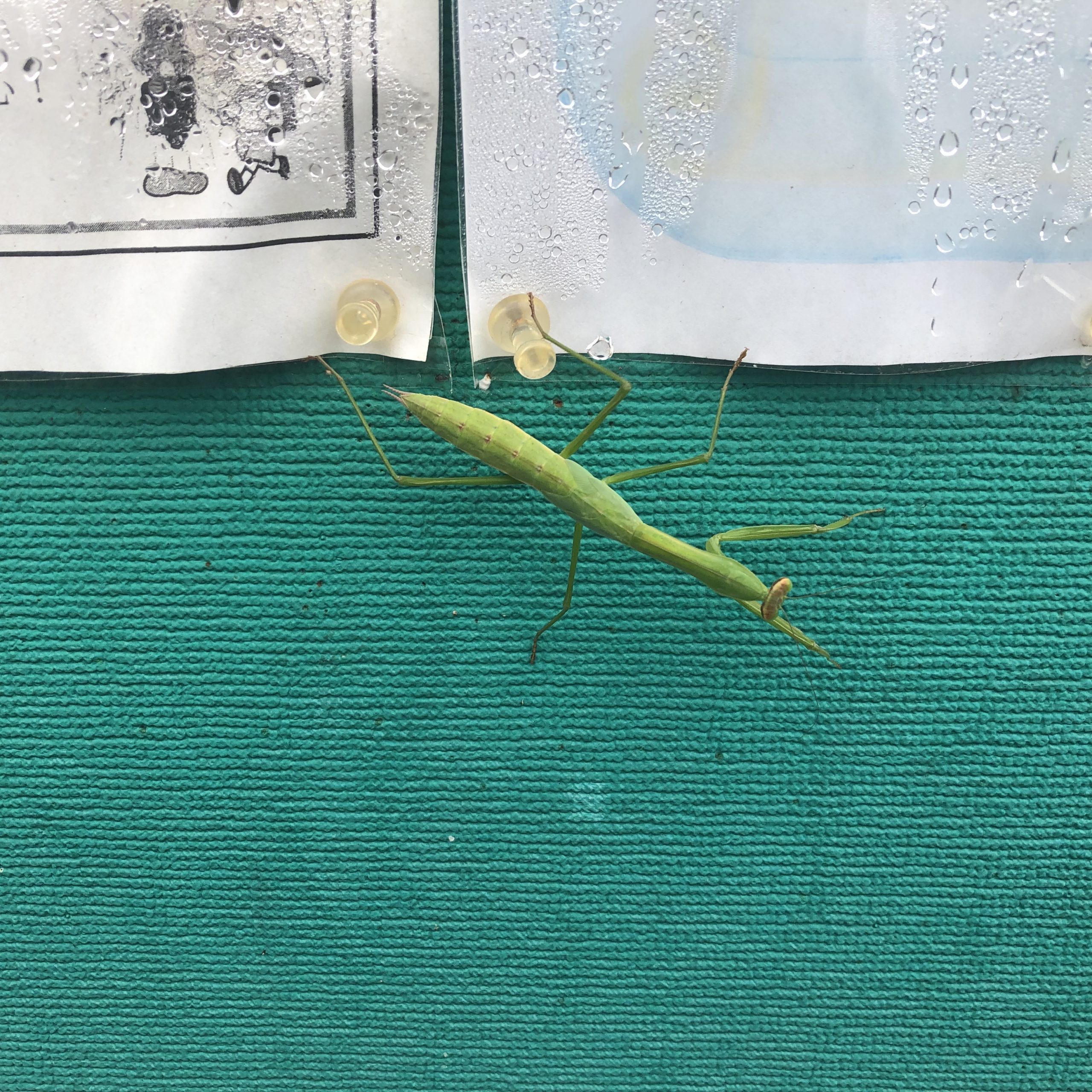 カマキリの幼体