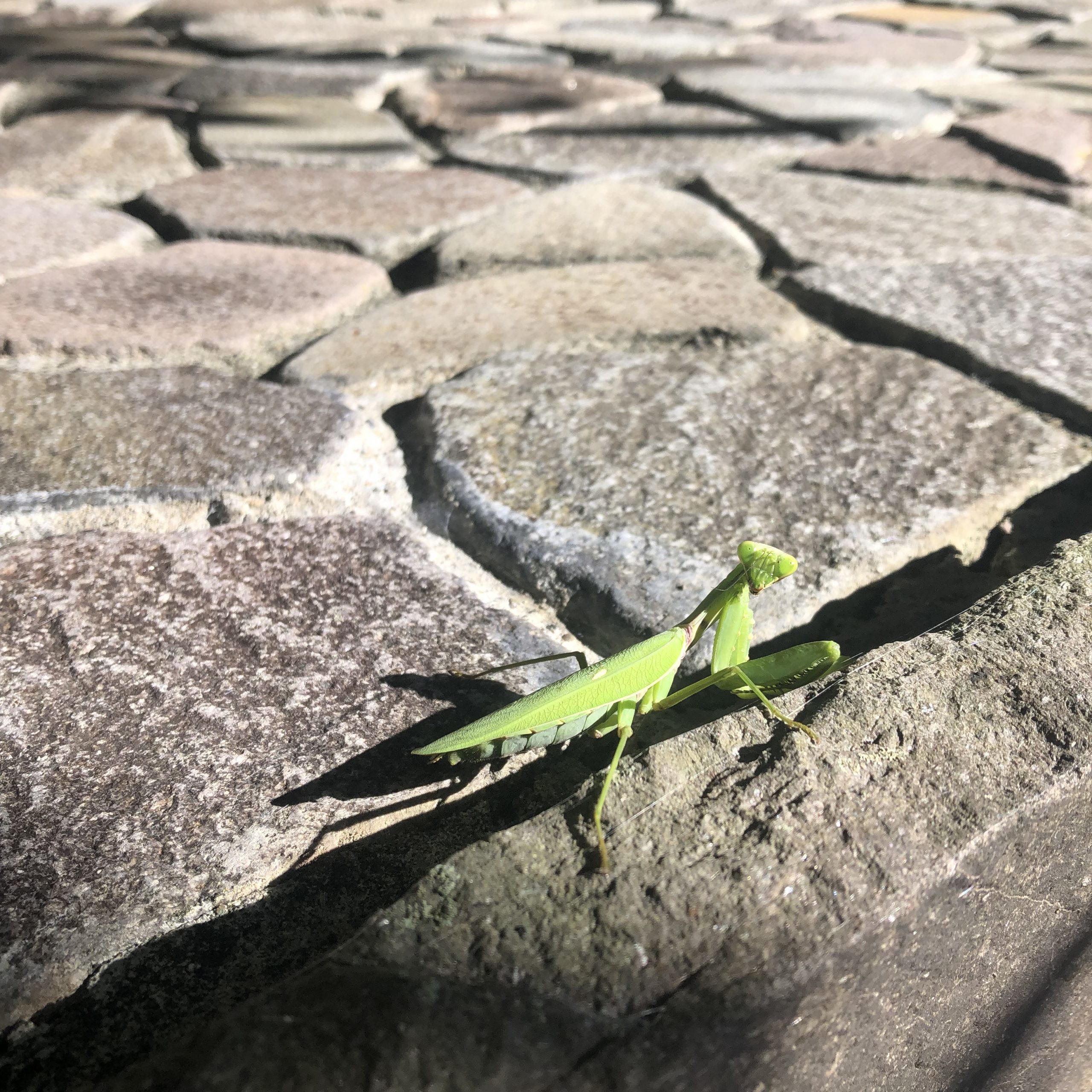 ハラビロカマキリ