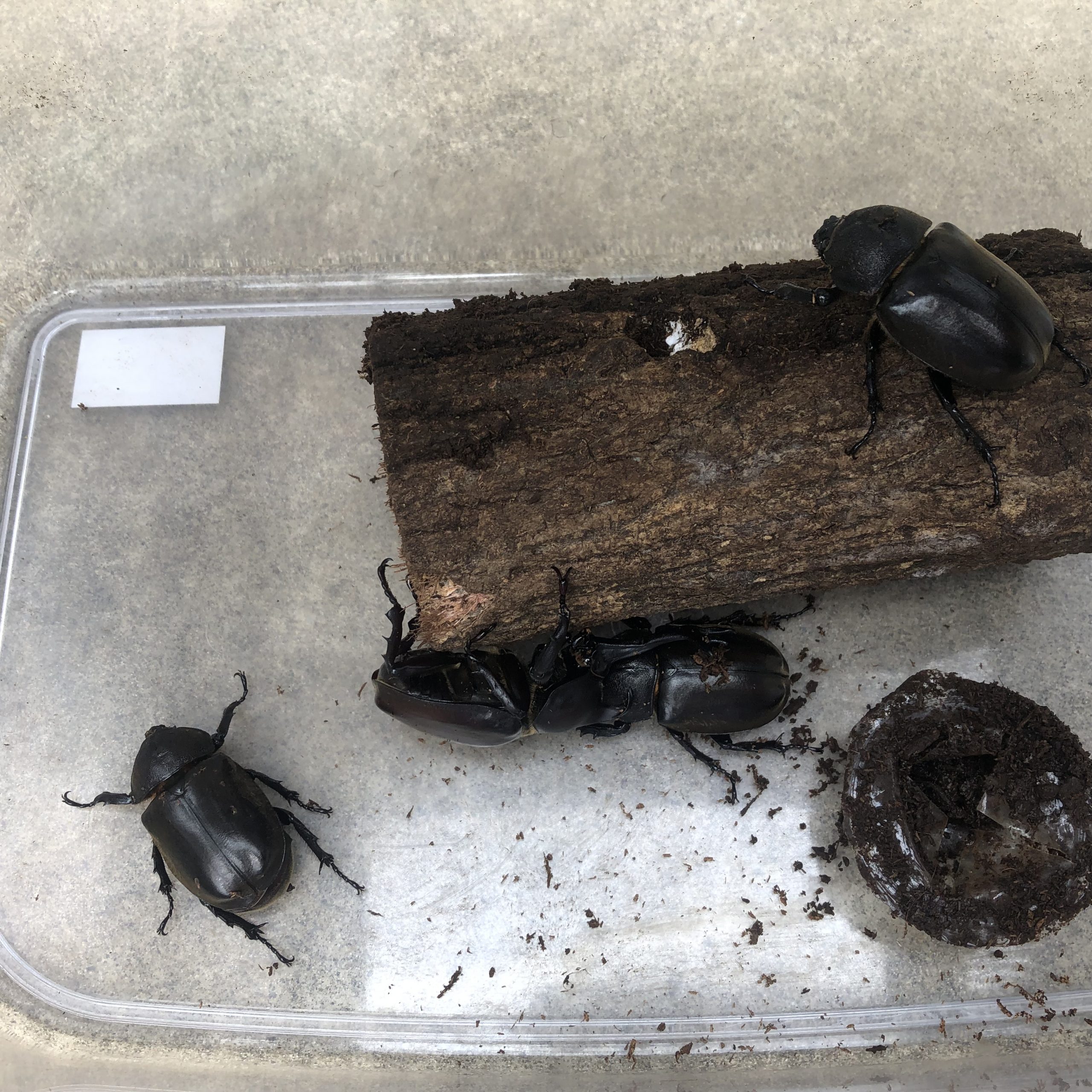 カブトムシの飼育日誌（2021/8/22）