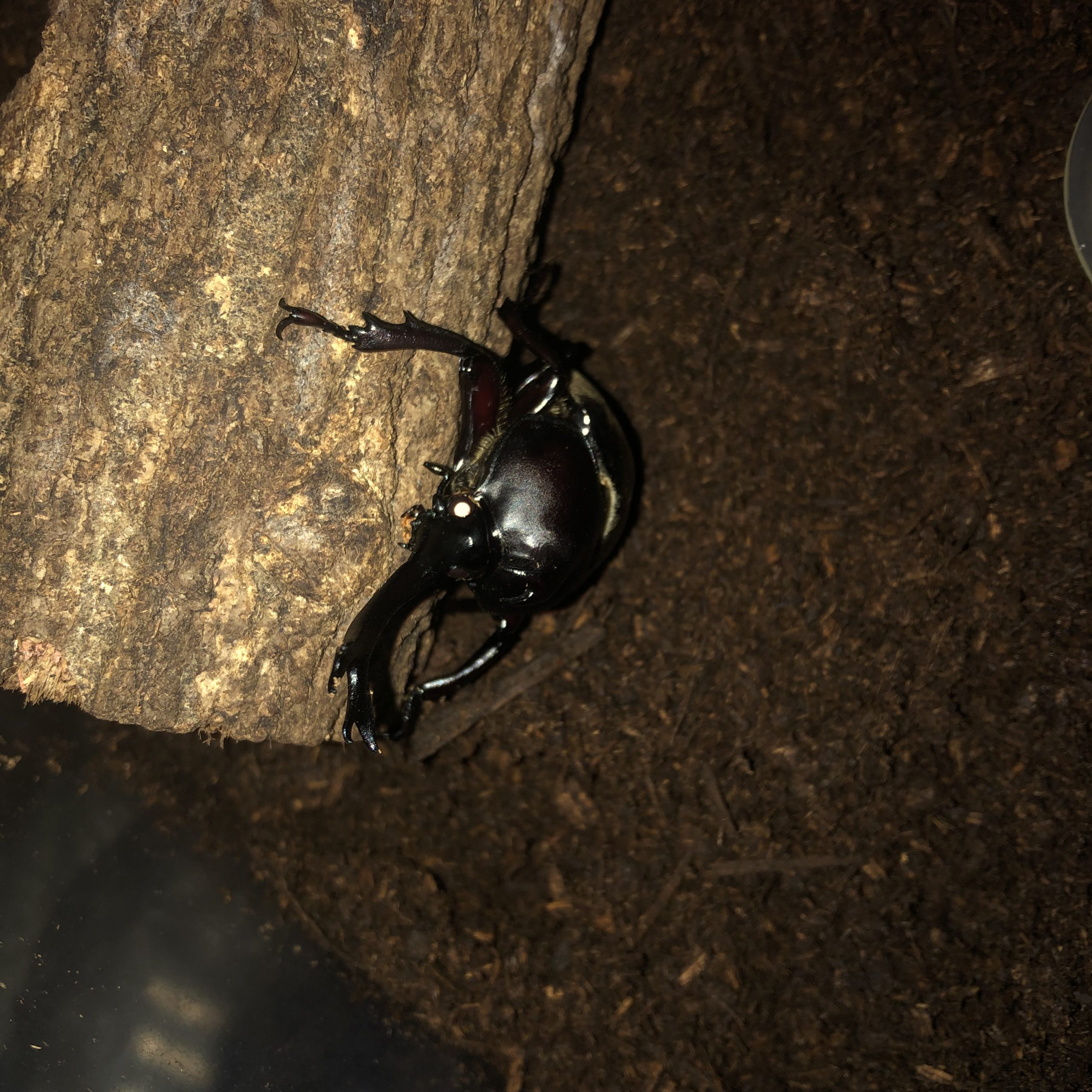 カブトムシの飼育日誌（2021/8/29）