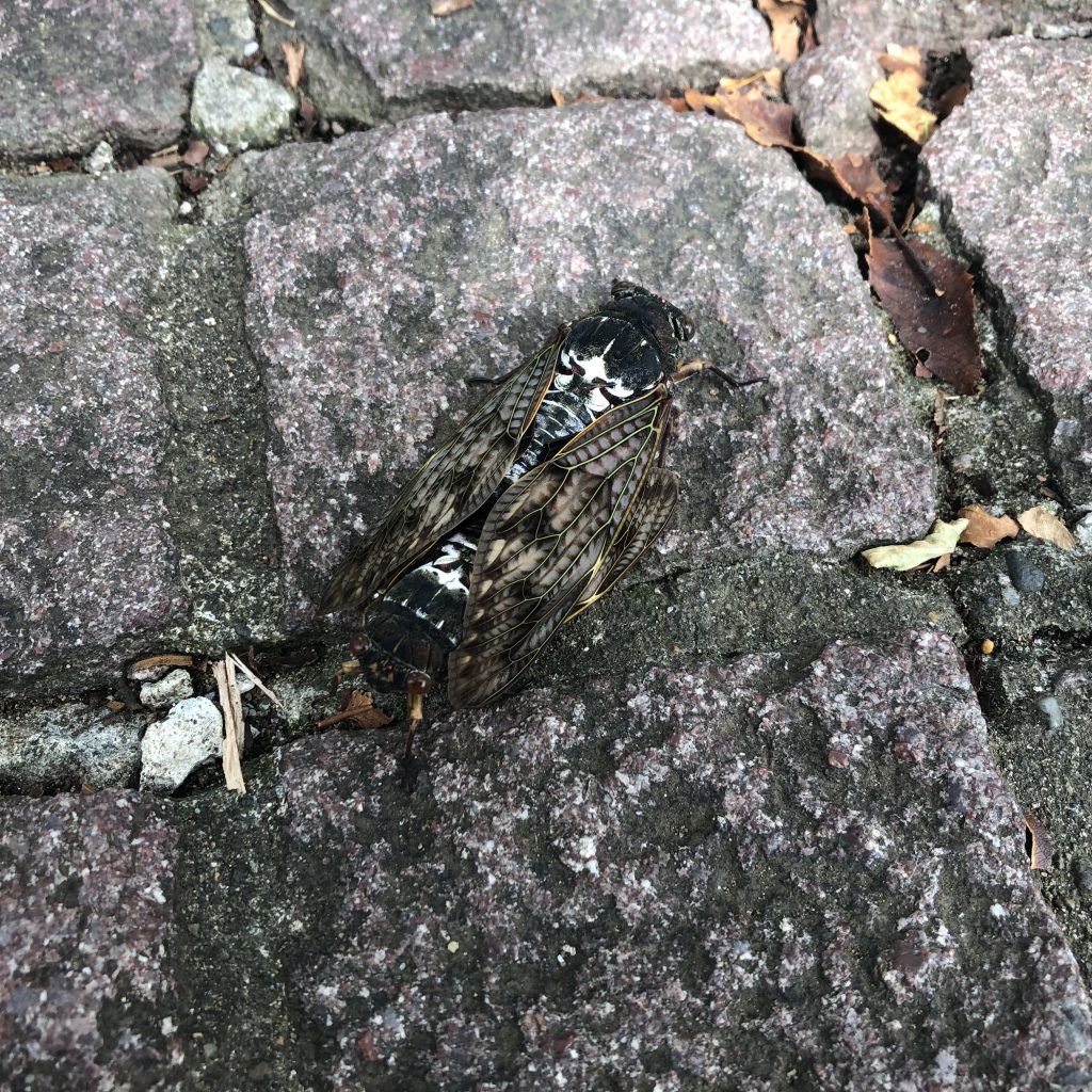 交配中のアブラゼミ